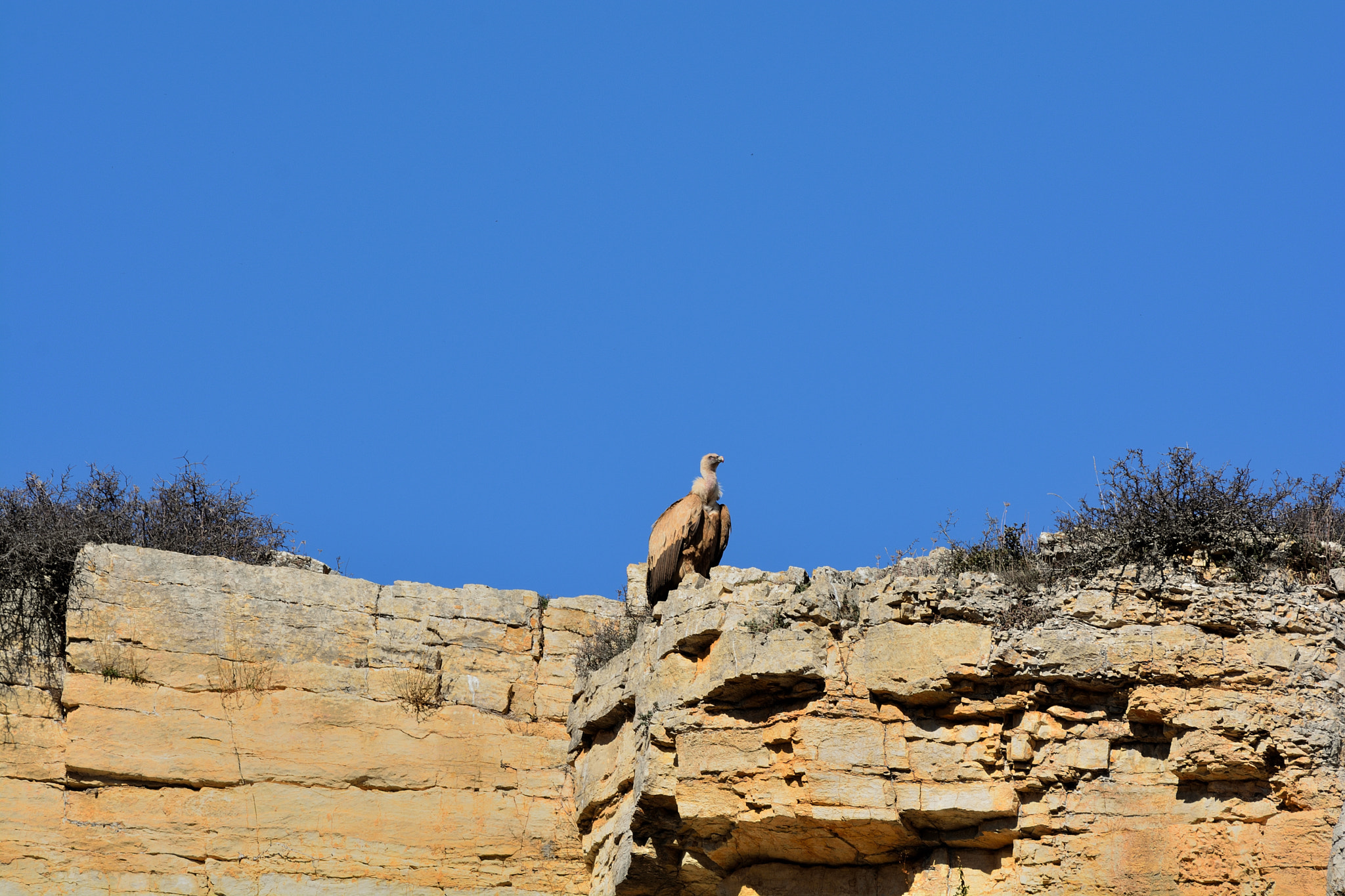 Sigma 150-600mm F5-6.3 DG OS HSM | C sample photo. Buitre cazando photography