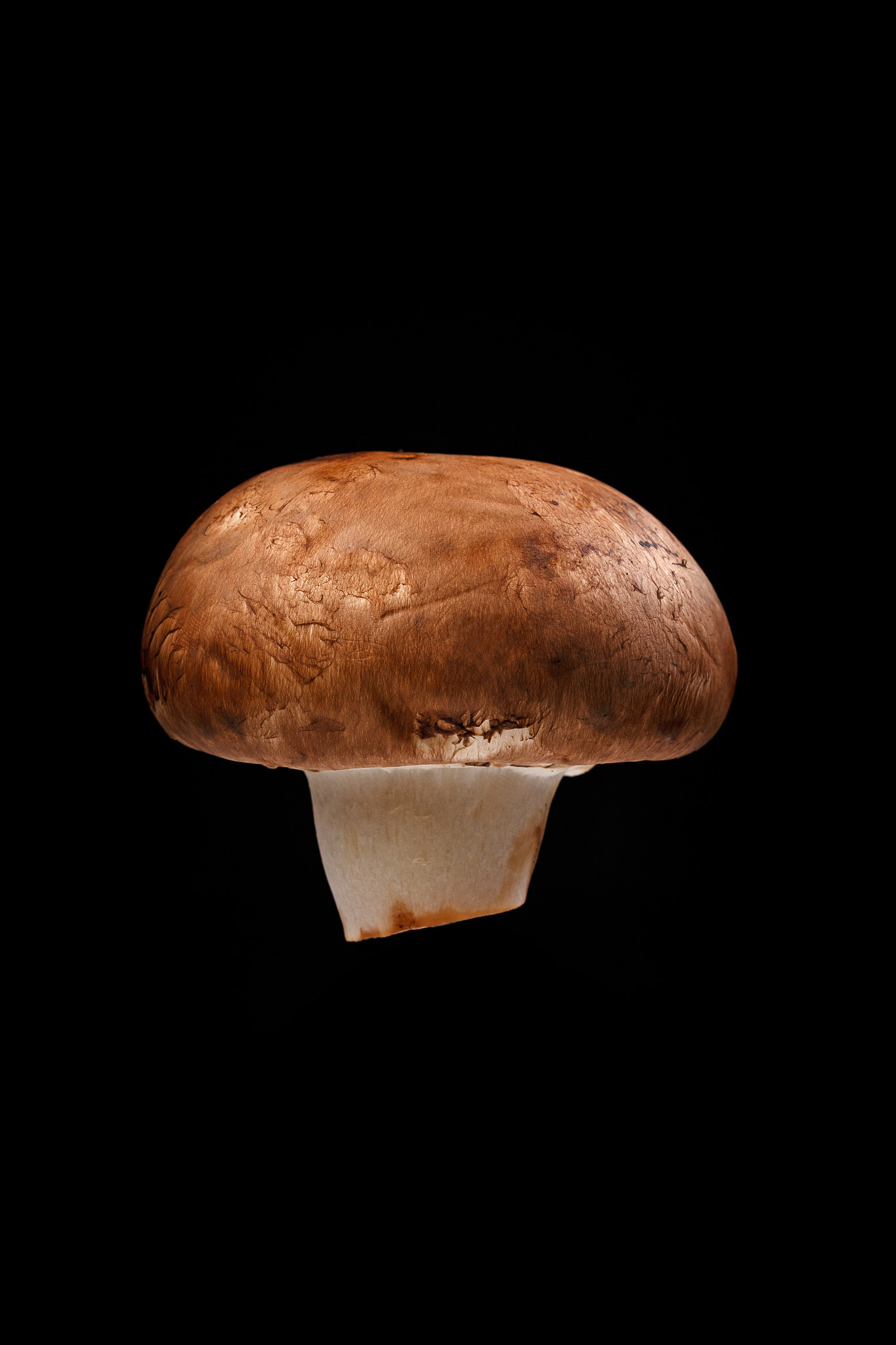 Sigma 105mm F2.8 EX DG OS HSM sample photo. Champignon photography