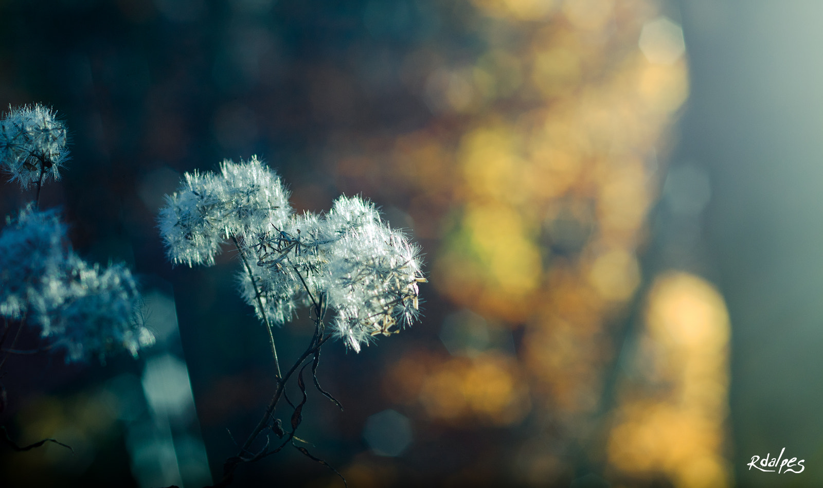 Nikon D7000 + Nikon AF Nikkor 50mm F1.4D sample photo. Ready to fly photography