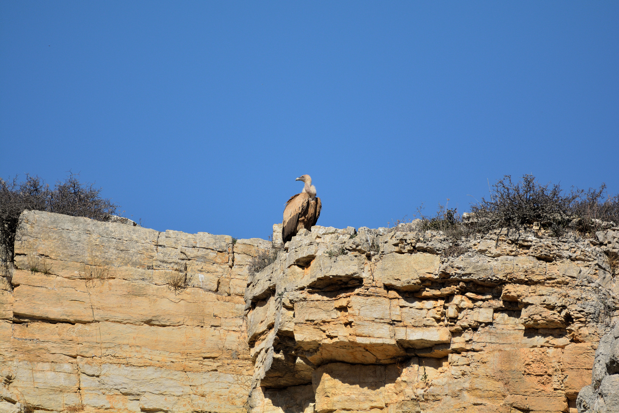Sigma 150-600mm F5-6.3 DG OS HSM | C sample photo. Buitre cazando photography