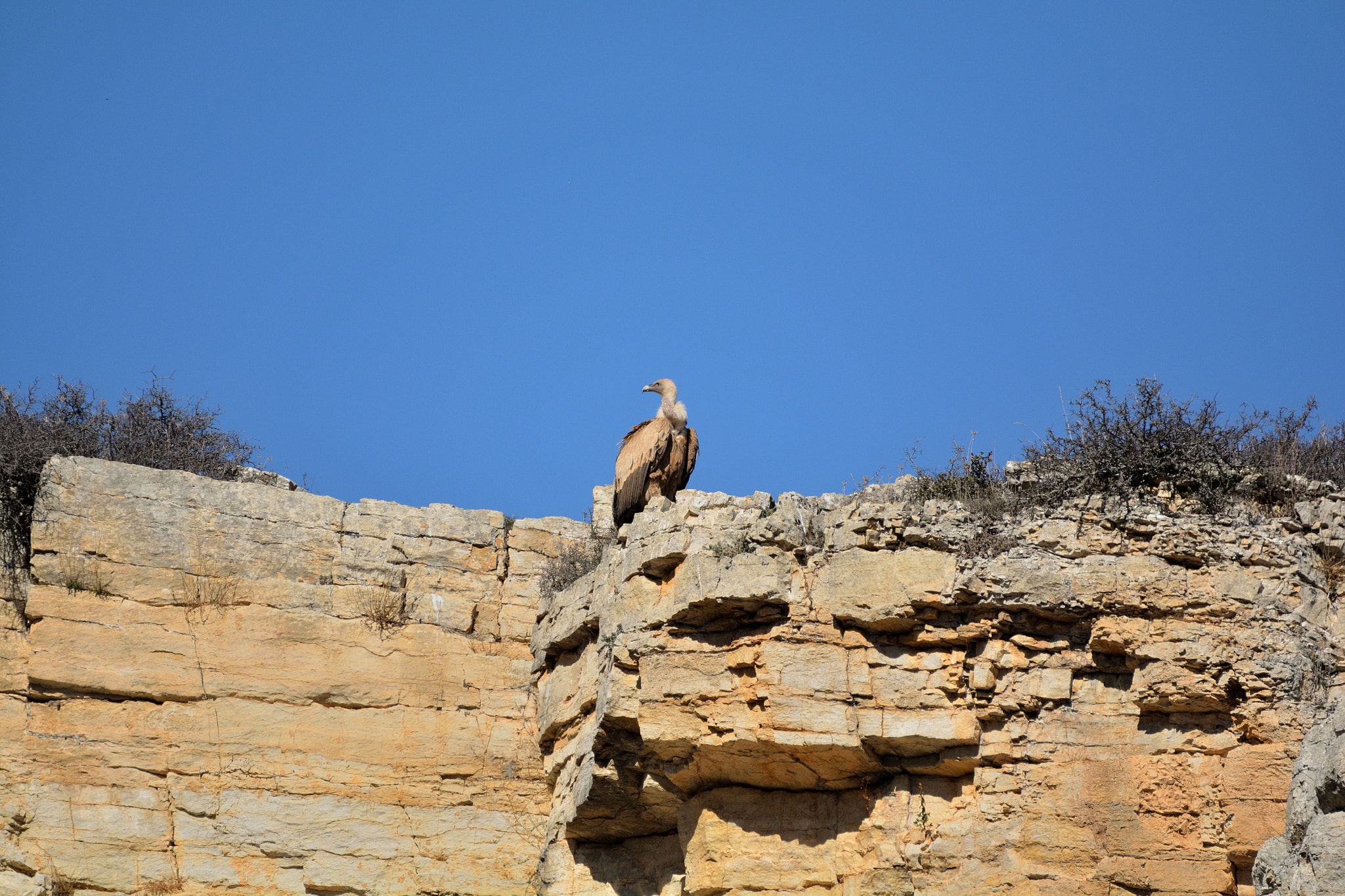 Nikon D5200 sample photo. Buitre cazando photography