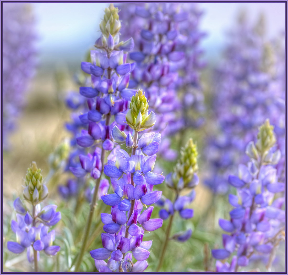 Sigma 105mm F2.8 EX DG OS HSM sample photo. Grape soda lupine photography