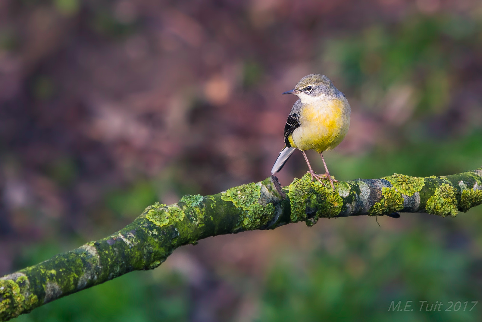 Sigma 150-500mm F5-6.3 DG OS HSM sample photo. Yellow wagtail @ birding hide photography