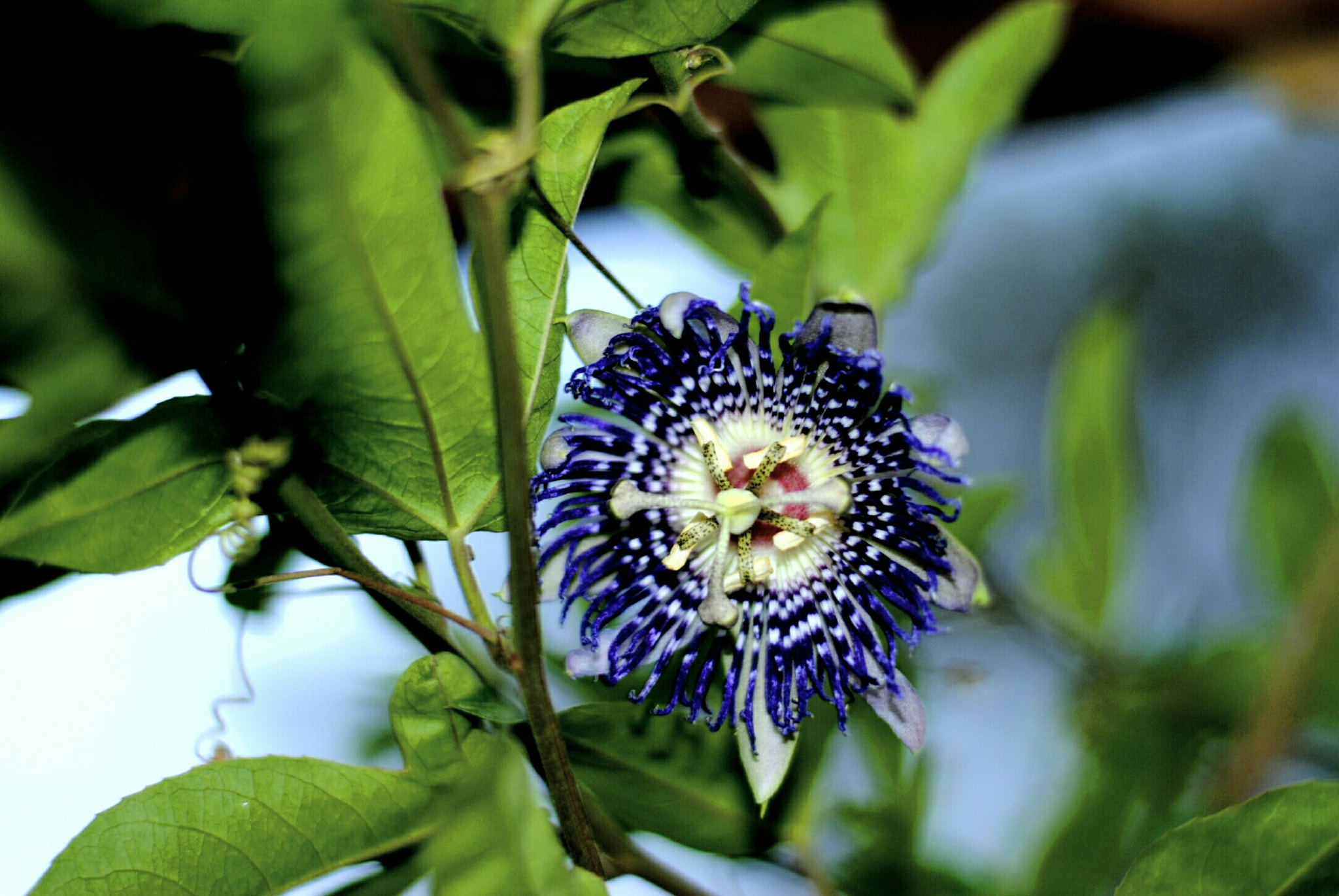 Nikon D3000 sample photo. Flower photography