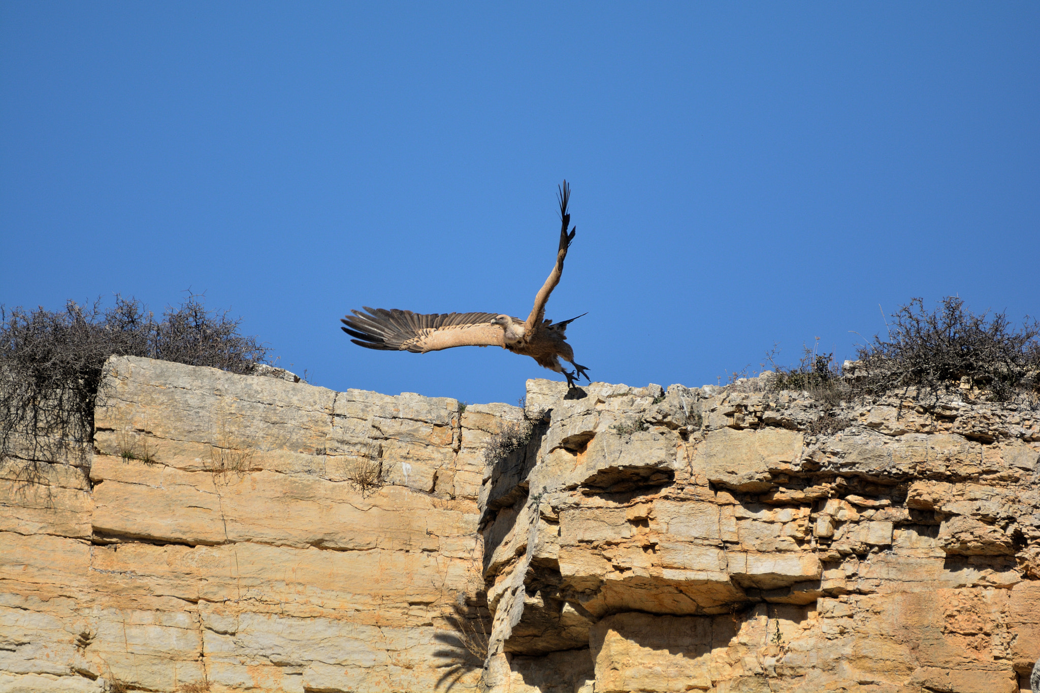 Sigma 150-600mm F5-6.3 DG OS HSM | C sample photo. Buitre cazando photography