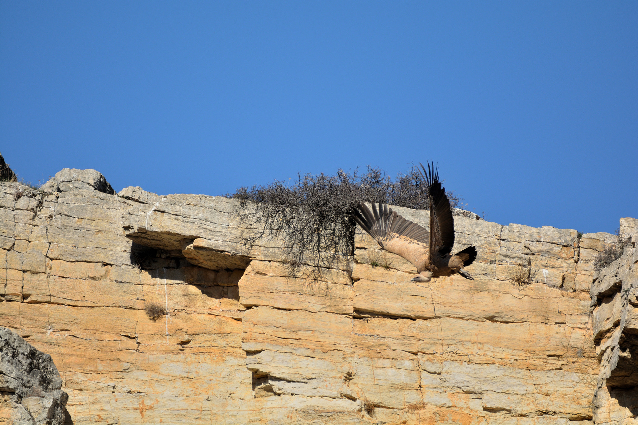 Nikon D5200 + Sigma 150-600mm F5-6.3 DG OS HSM | C sample photo. Buitre cazando photography