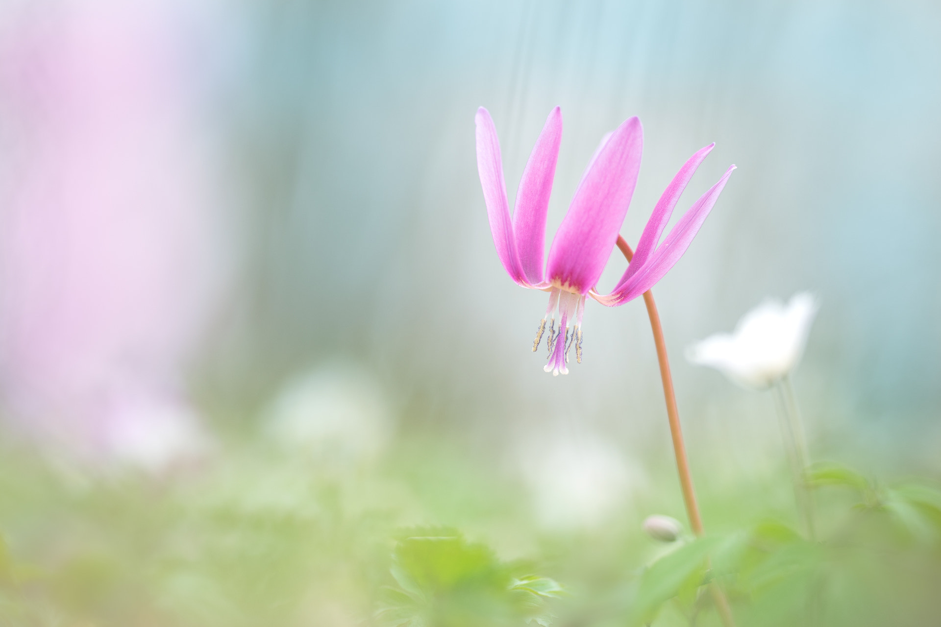 Sigma 150mm F2.8 EX DG OS Macro HSM sample photo. Hundszahnlilie photography