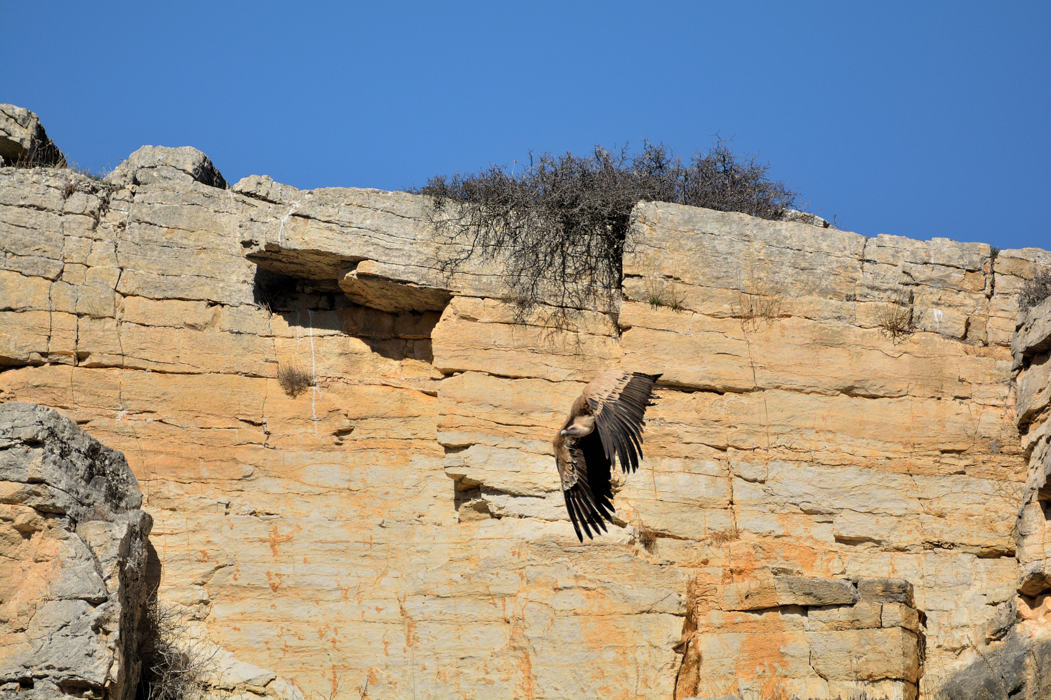 Nikon D5200 + Sigma 150-600mm F5-6.3 DG OS HSM | C sample photo. Buitre cazando photography