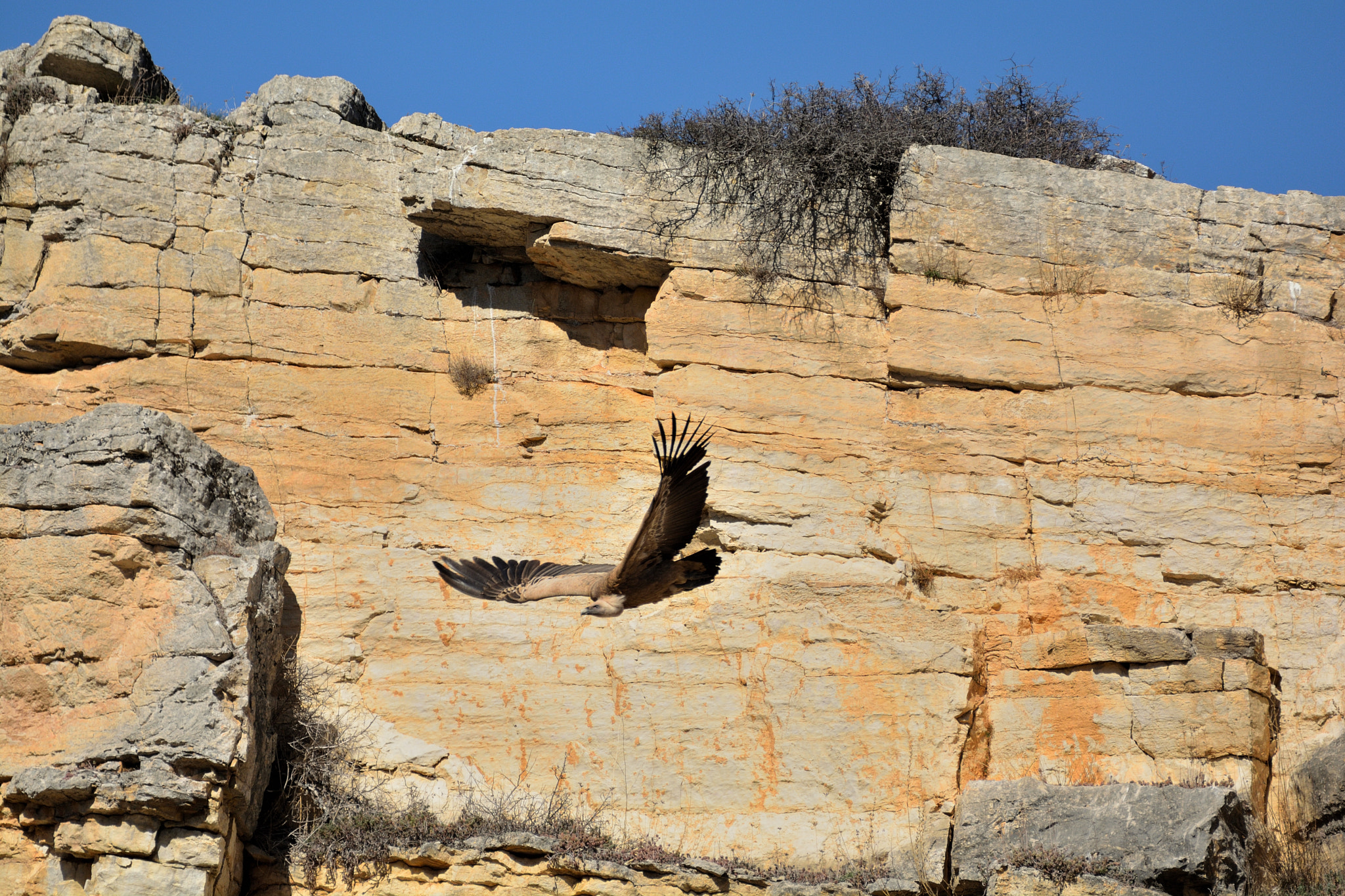 Sigma 150-600mm F5-6.3 DG OS HSM | C sample photo. Buitre cazando photography