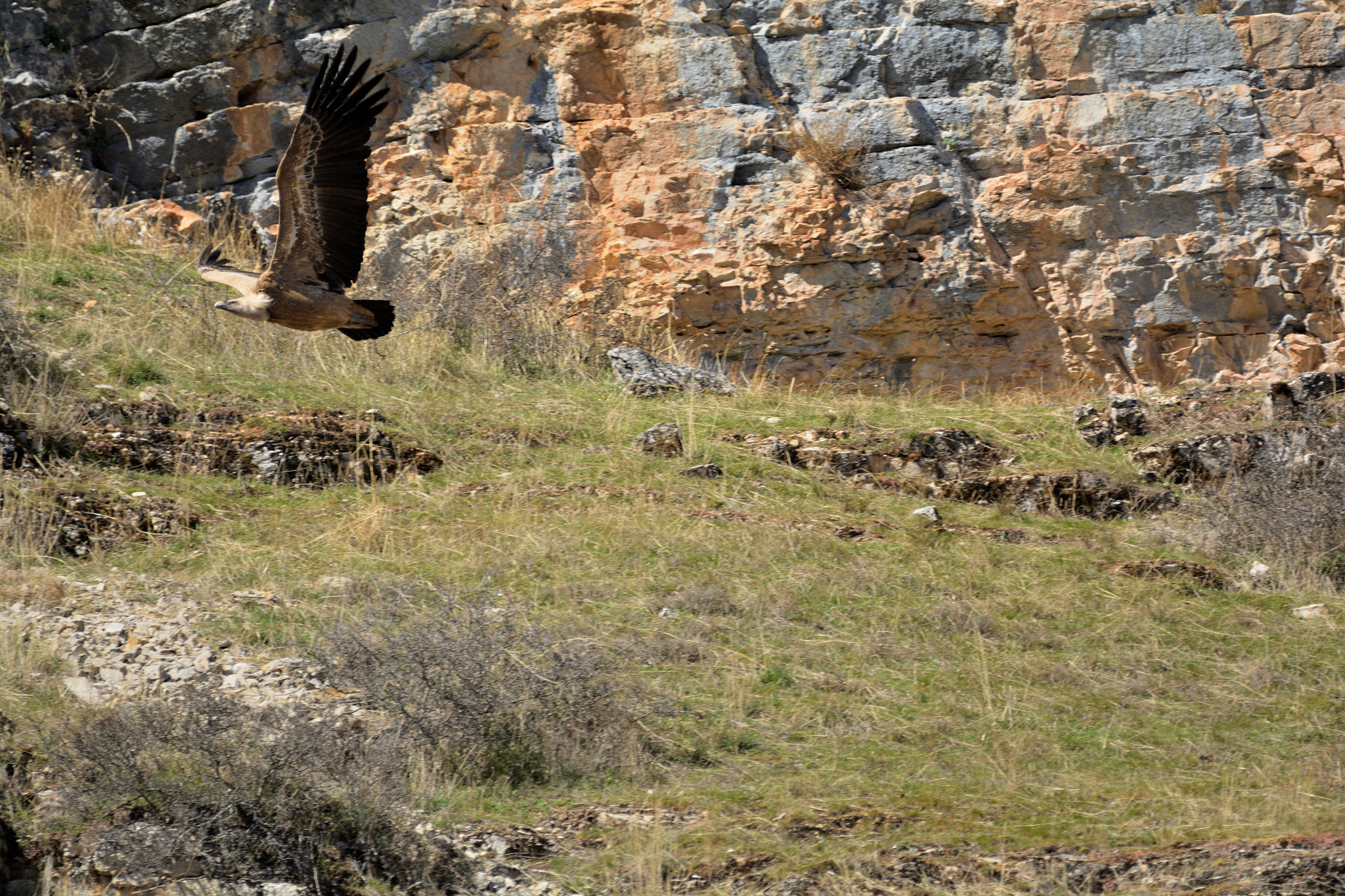 Sigma 150-600mm F5-6.3 DG OS HSM | C sample photo. Buitre cazando photography