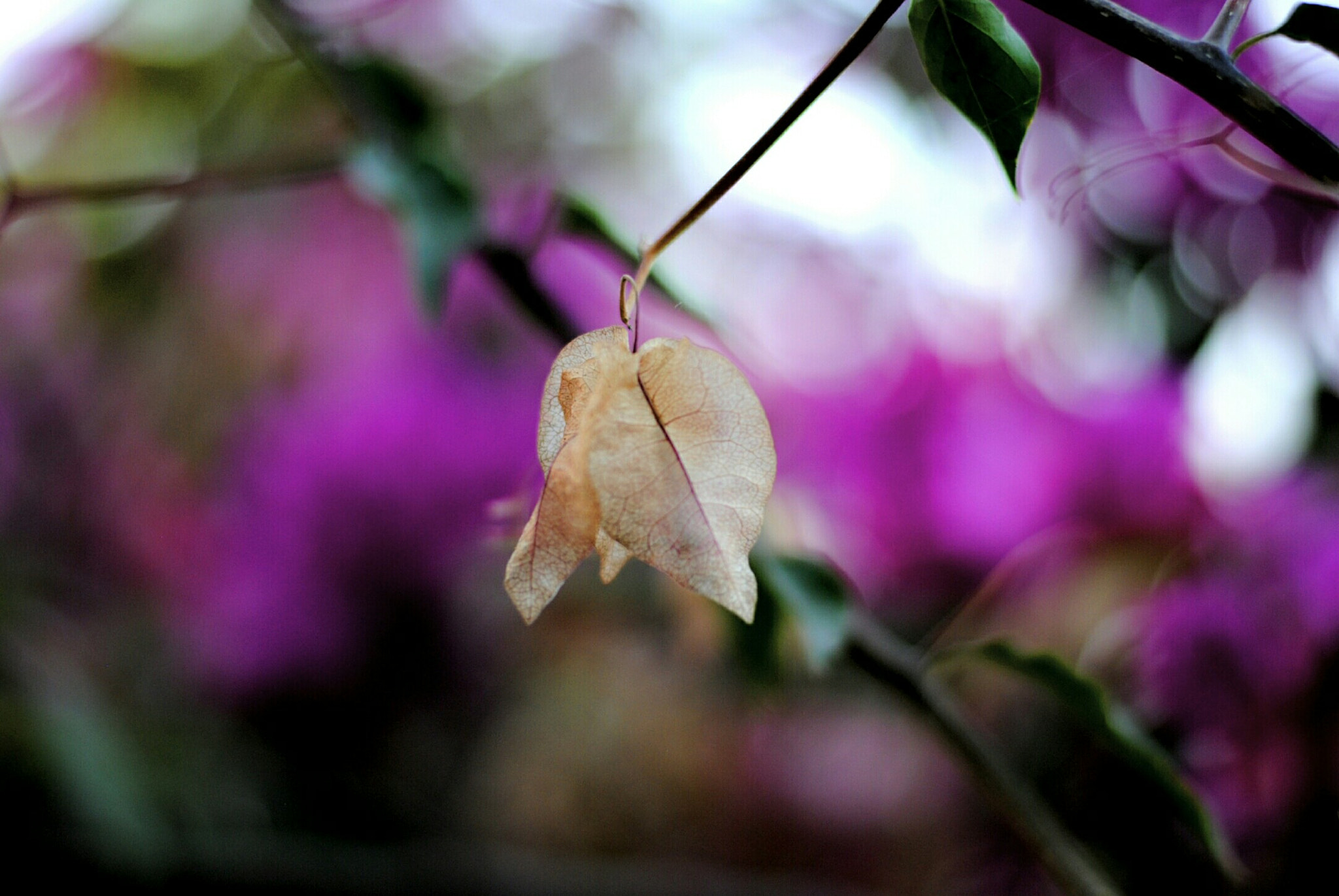 Nikon D3000 + Nikon AF-S Nikkor 50mm F1.8G sample photo