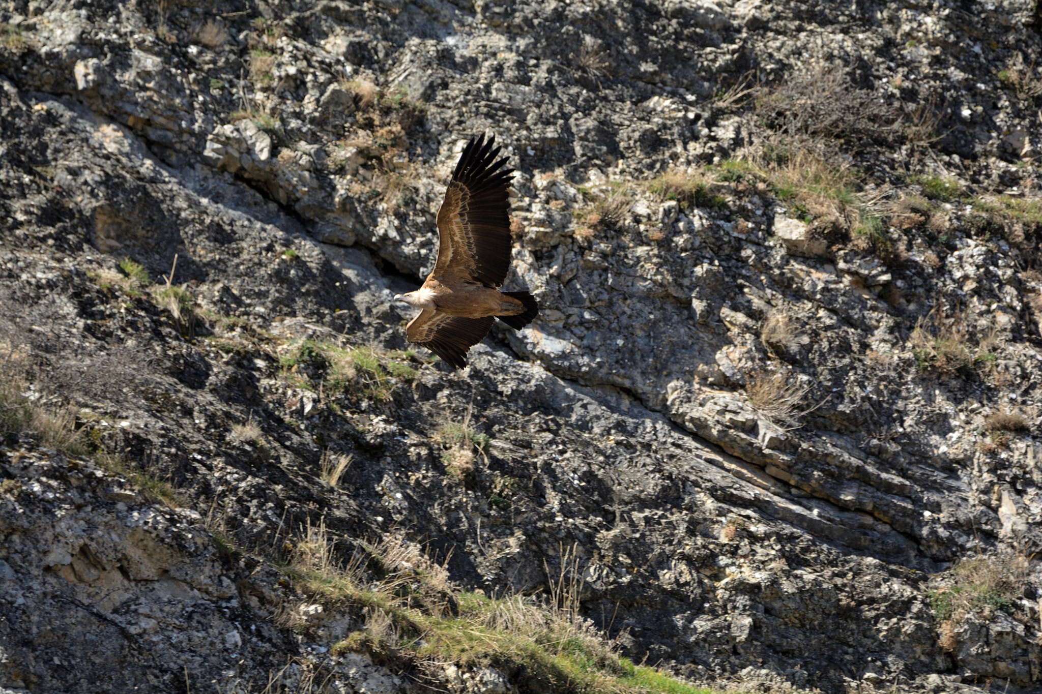 Nikon D5200 + Sigma 150-600mm F5-6.3 DG OS HSM | C sample photo. Buitre cazando photography