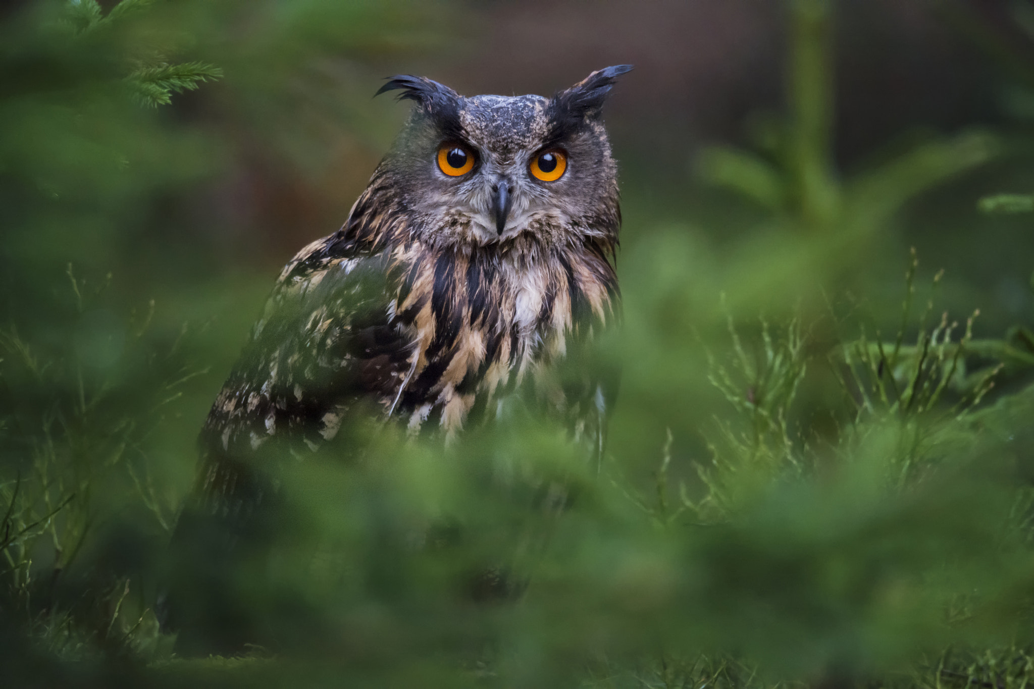 Nikon D7100 sample photo. Eagle owl (bubo bubo) photography