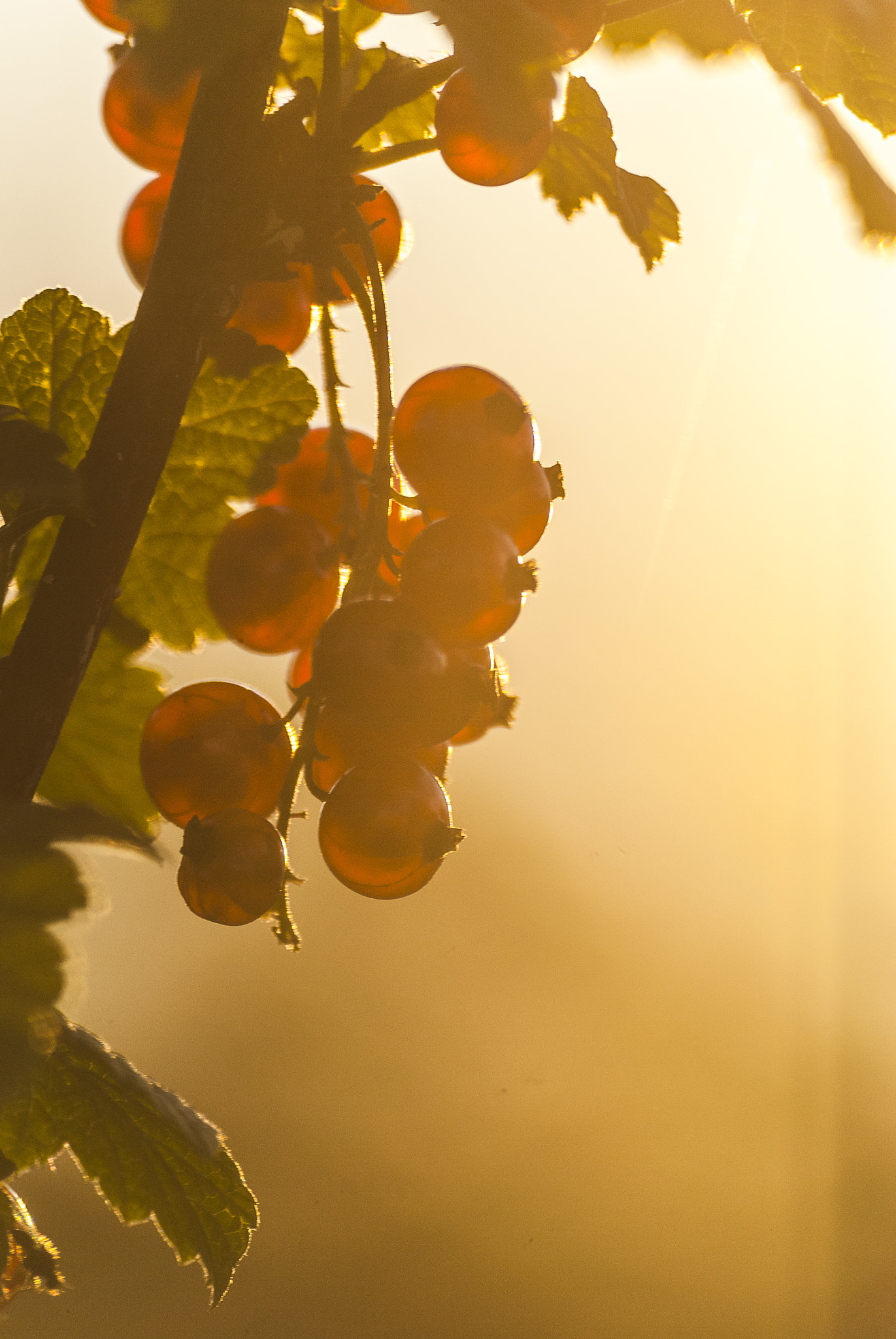 Sigma 70-300mm F4-5.6 APO DG Macro sample photo. Taste of summer ii photography