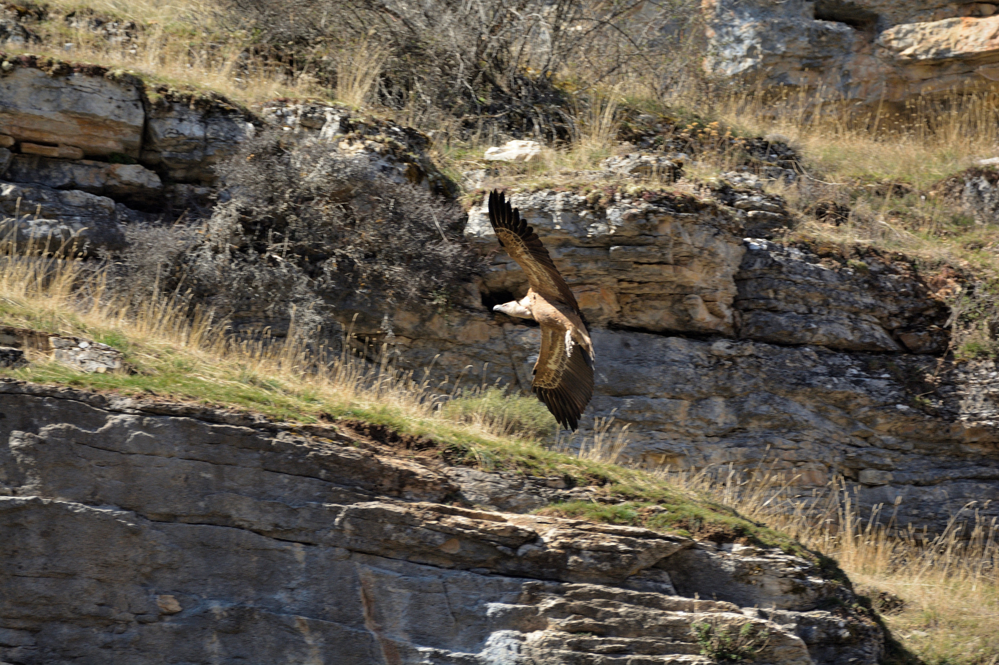 Nikon D5200 sample photo. Buitre cazando photography