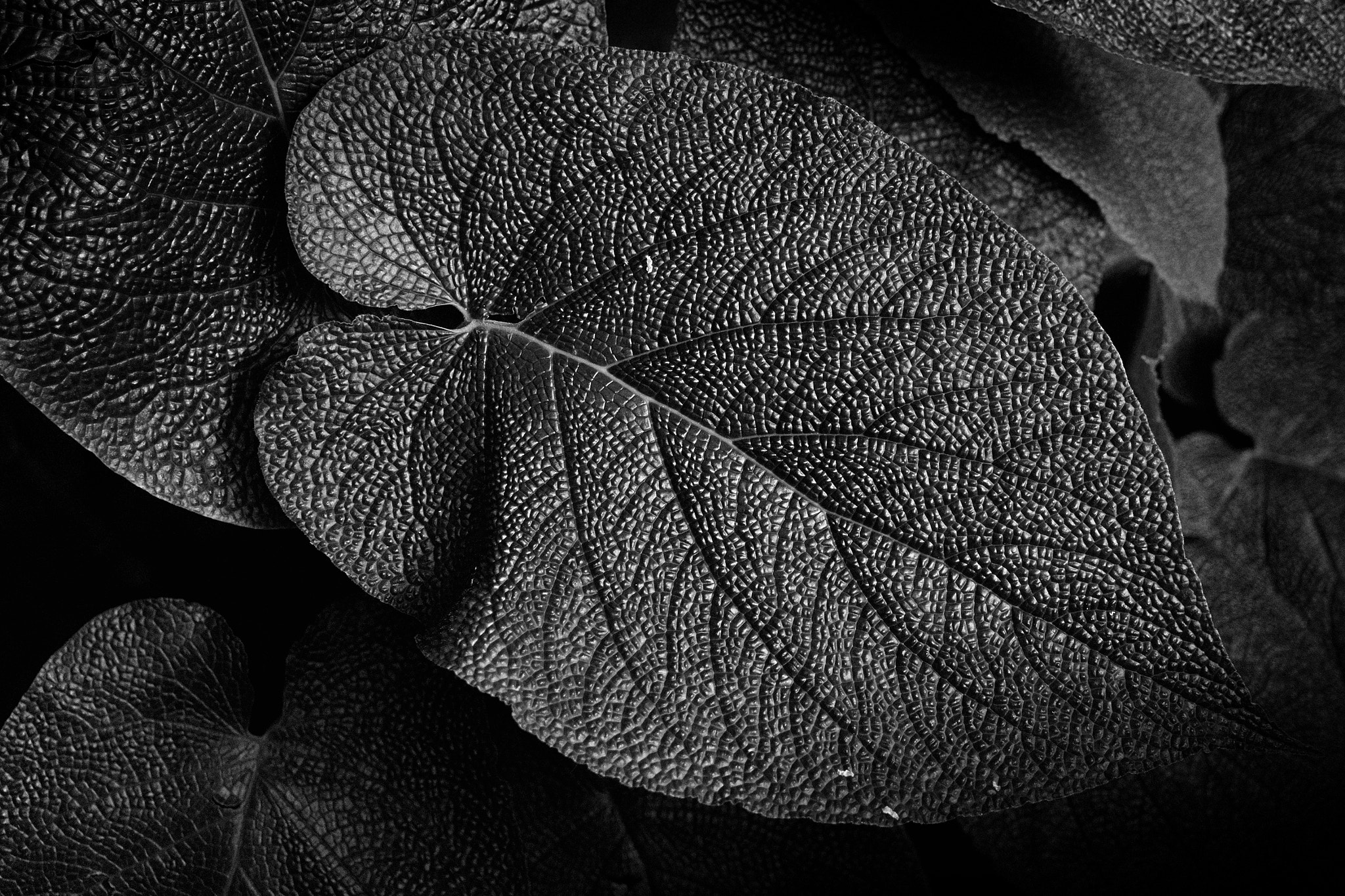 Nikon 1 V3 sample photo. Fata morgana greenhouse i photography