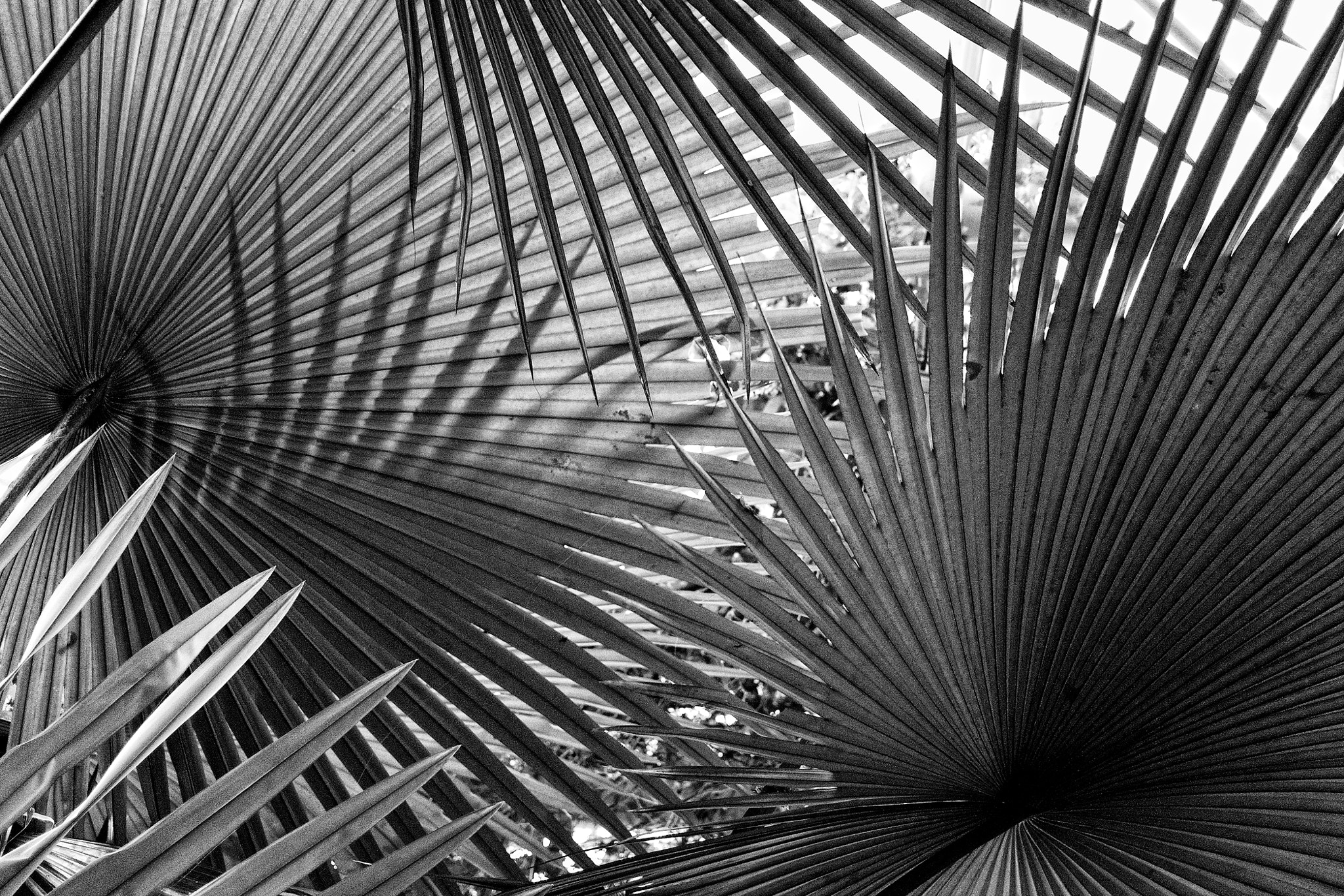 Nikon 1 V3 sample photo. Fata morgana greenhouse ii photography