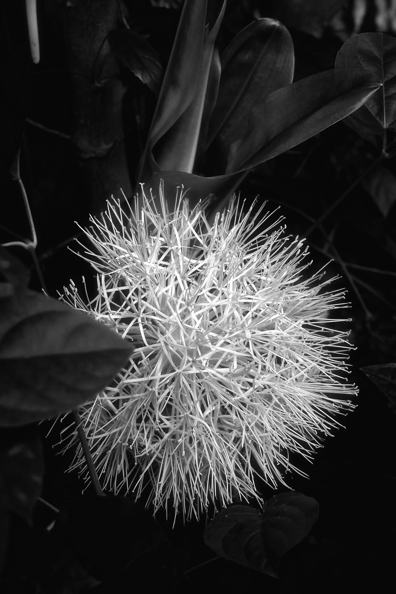 Nikon 1 V3 sample photo. Fata morgana greenhouse iii photography