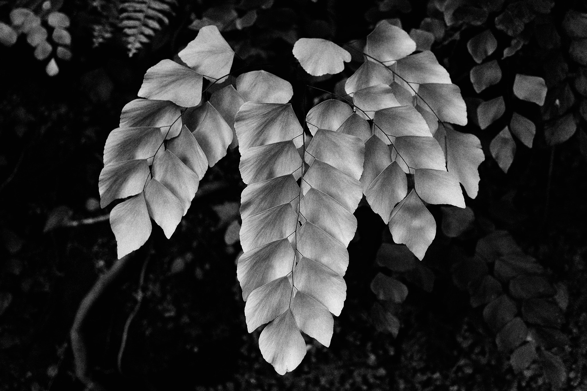 Nikon 1 V3 sample photo. Fata morgana greenhouse iv photography