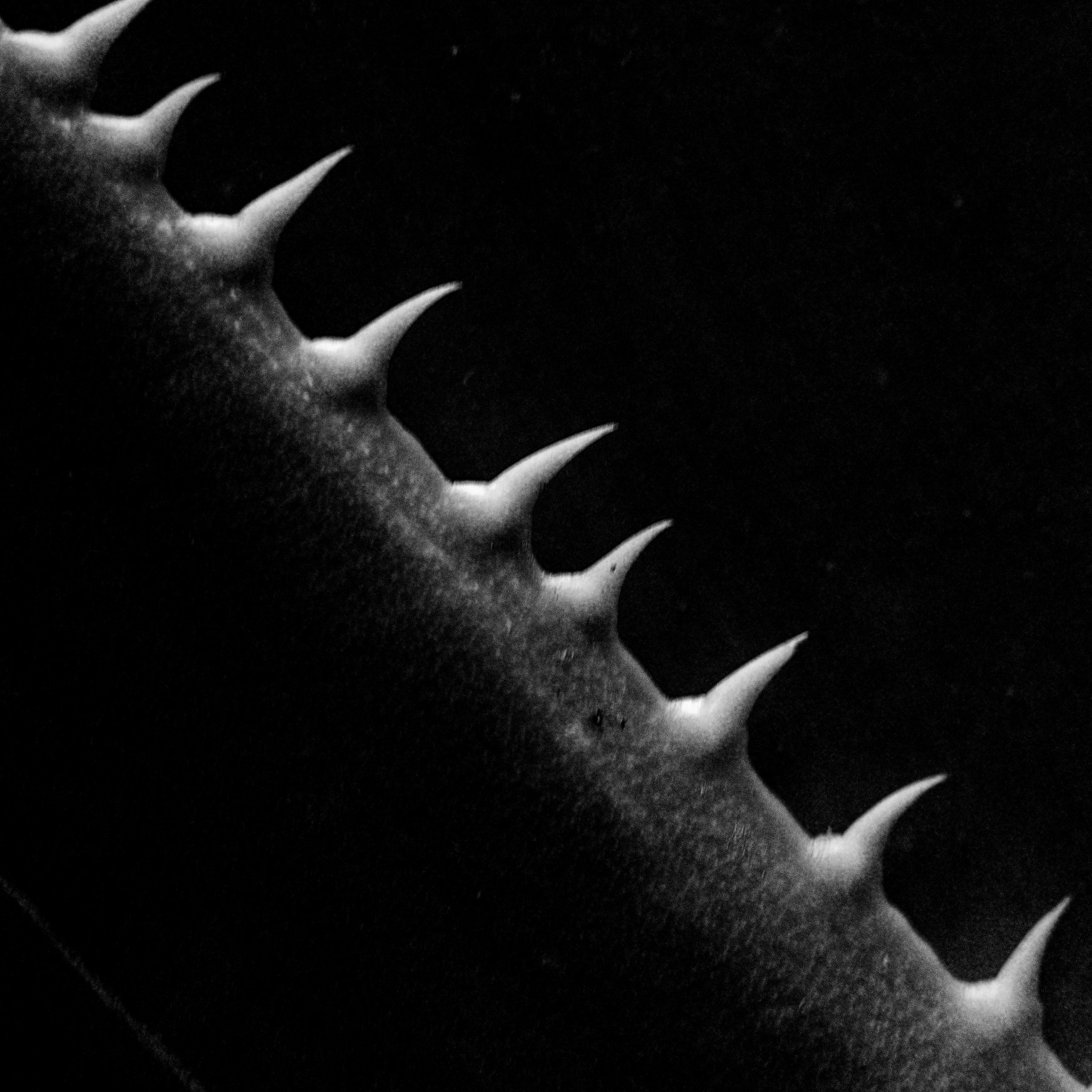 Nikon 1 V3 sample photo. Fata morgana greenhouse v photography