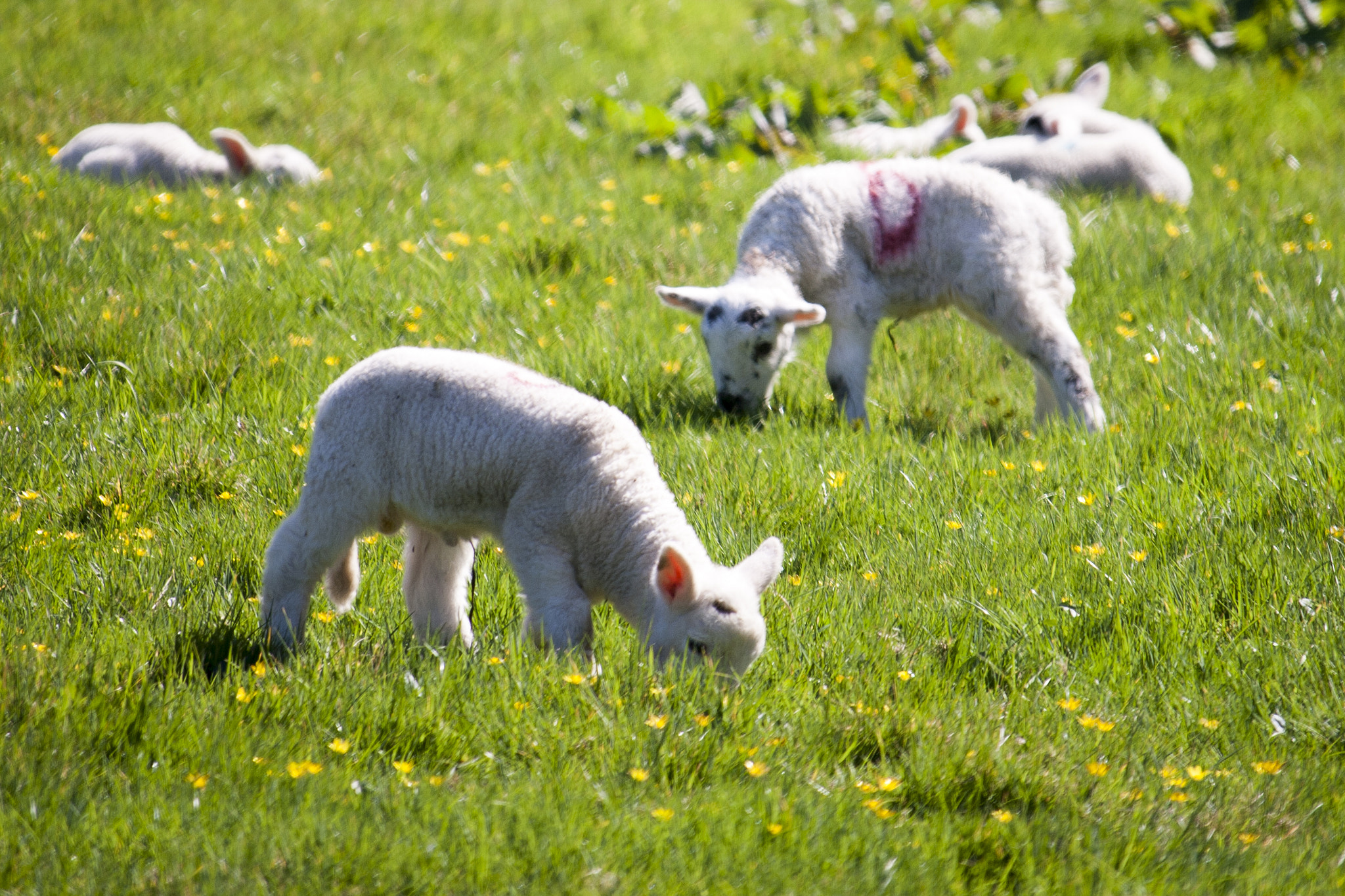 Canon EF-S 55-250mm F4-5.6 IS STM sample photo. Lambs in field photography
