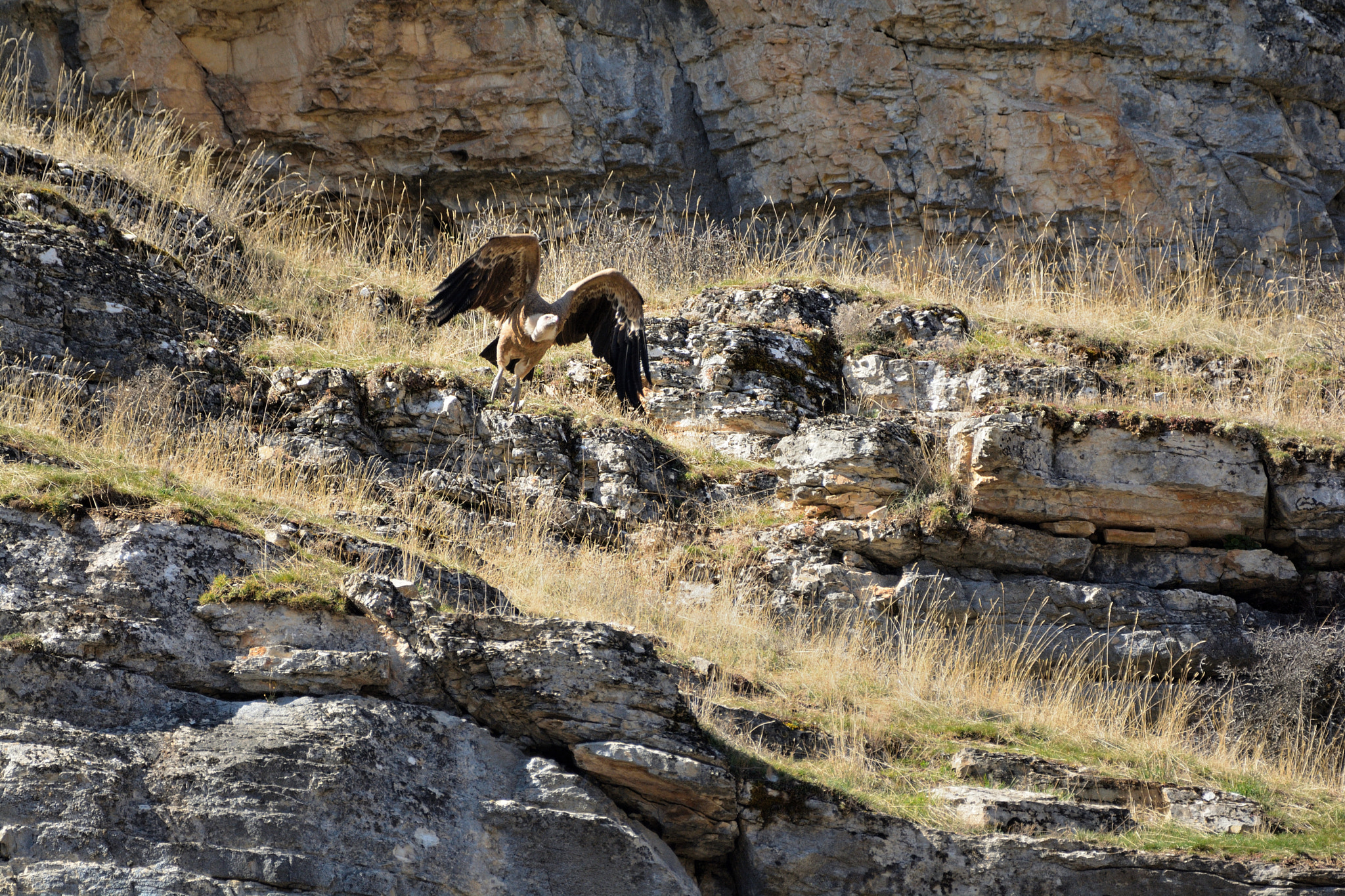 Nikon D5200 + Sigma 150-600mm F5-6.3 DG OS HSM | C sample photo. Buitre cazando photography