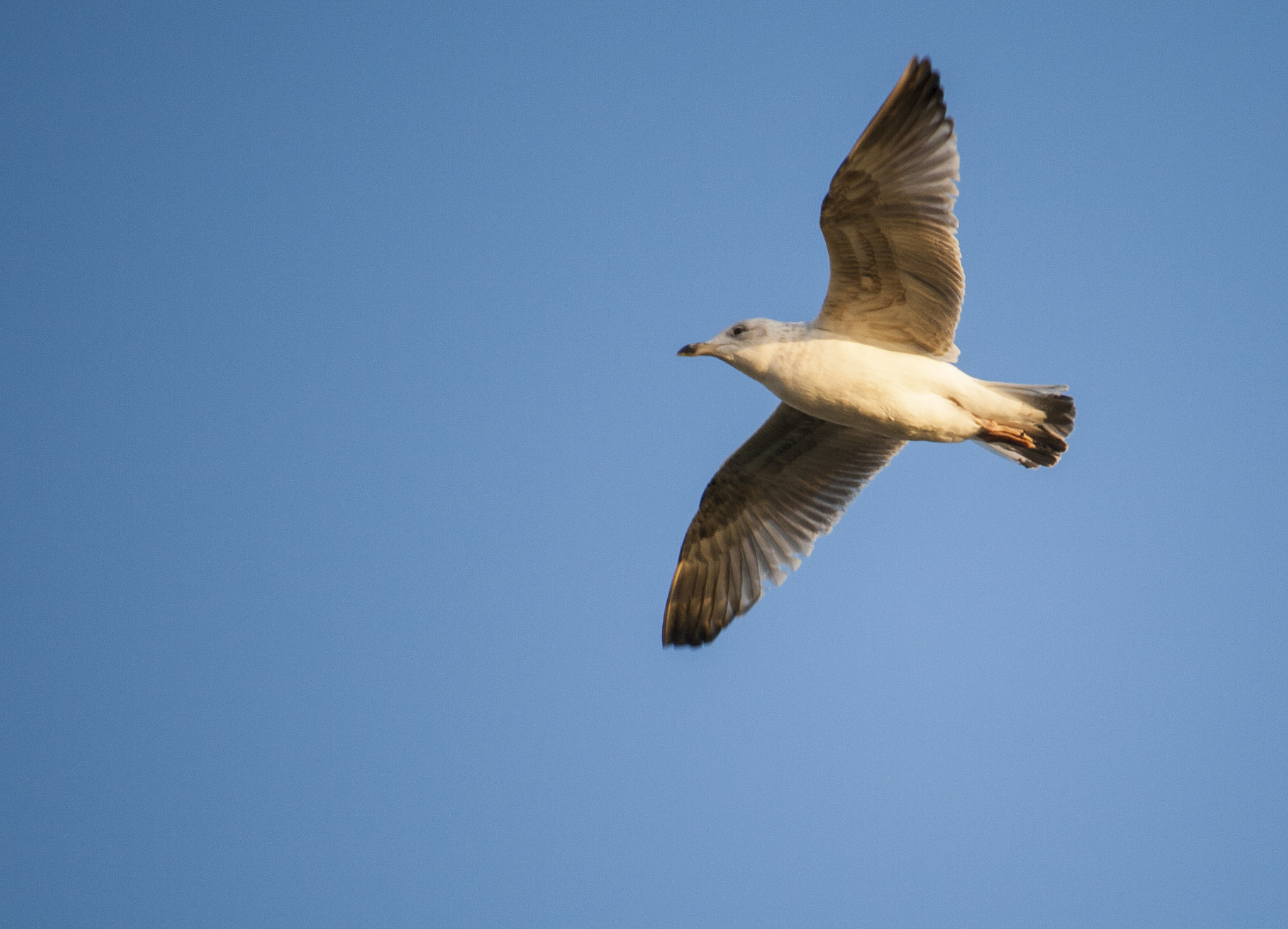 Canon EF-S 55-250mm F4-5.6 IS STM sample photo. Seagull photography