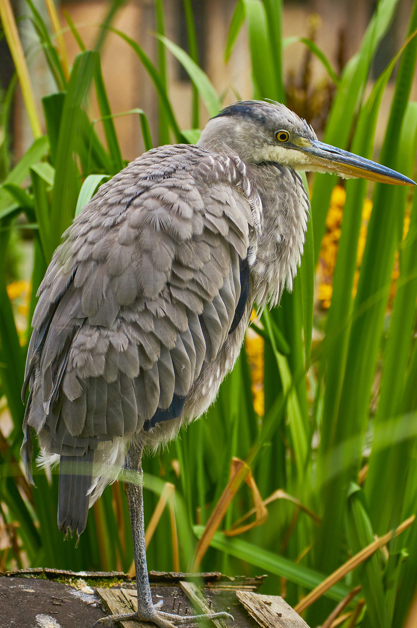 Sony SLT-A57 + Tamron SP 70-300mm F4-5.6 Di USD sample photo. Chilin heron photography