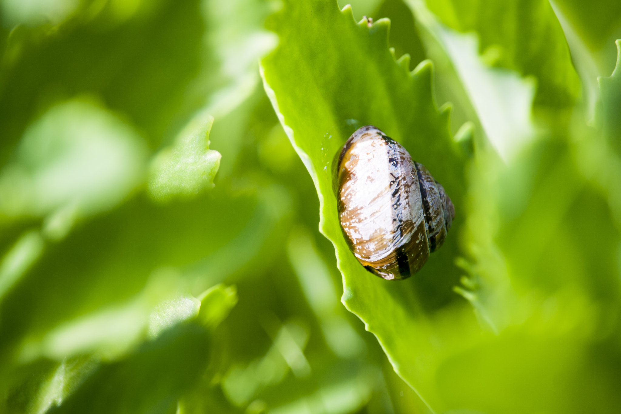 Canon EF-S 55-250mm F4-5.6 IS STM sample photo. Snail photography