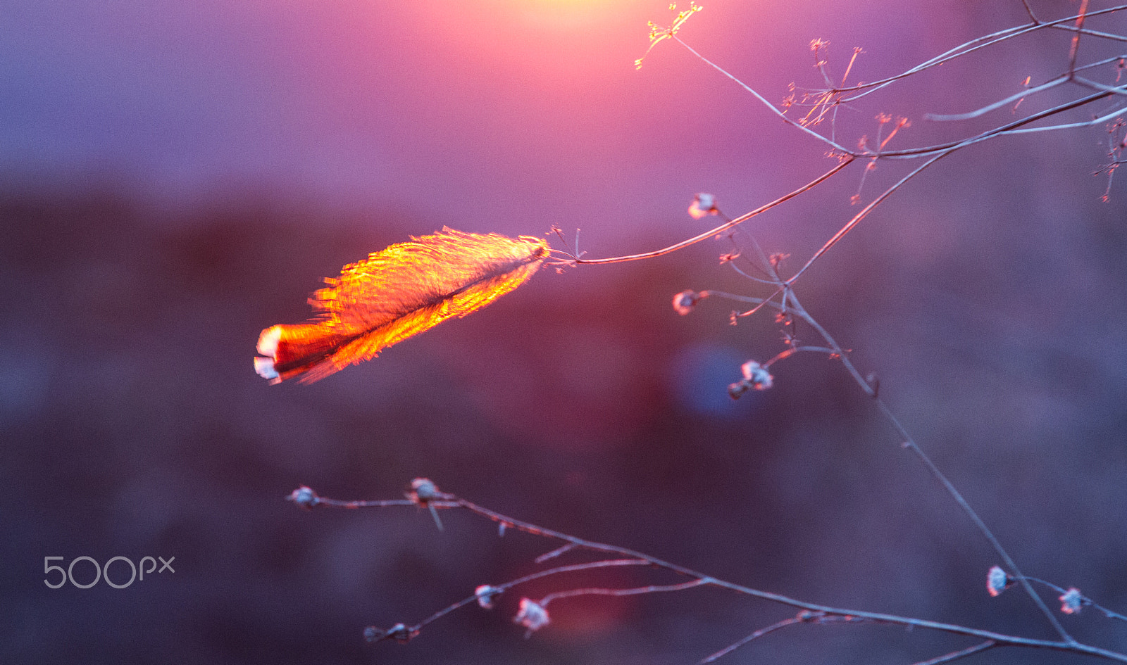 Sigma 70-200mm F2.8 EX DG OS HSM sample photo. “hope” is the thing with feathers photography