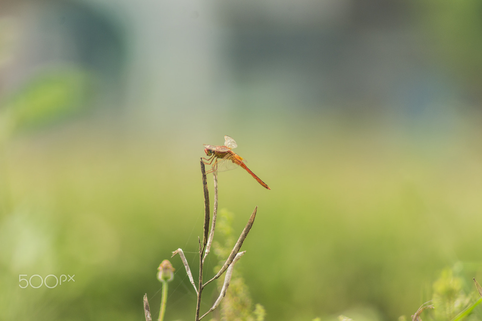 Nikon D7200 sample photo. A red dragonfly photography