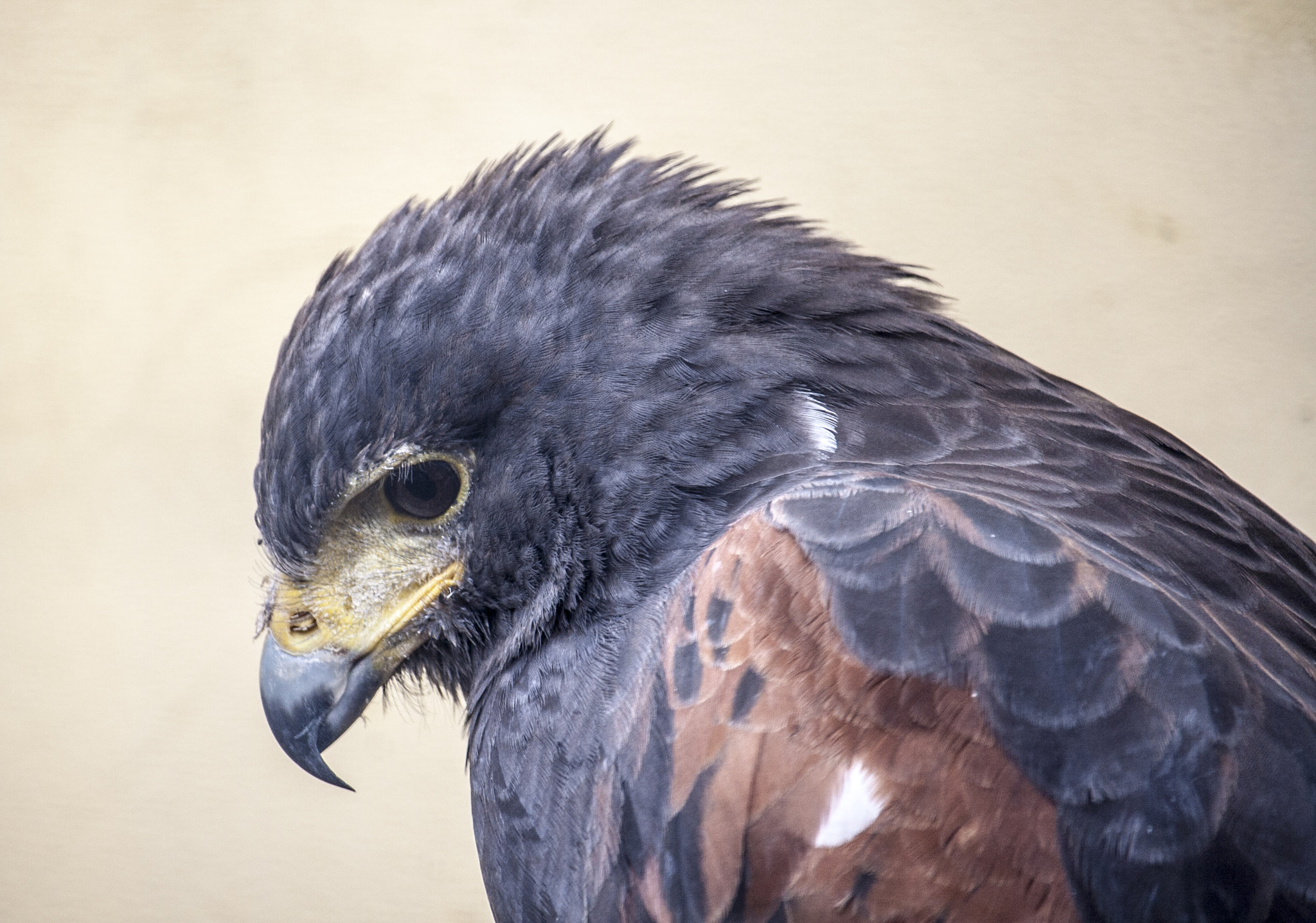 Canon EF-S 55-250mm F4-5.6 IS STM sample photo. Img photography
