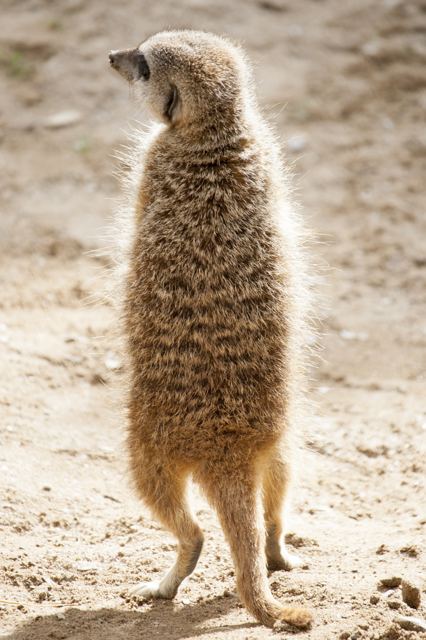 Canon EF-S 55-250mm F4-5.6 IS STM sample photo. Meerkat standing in the sun photography