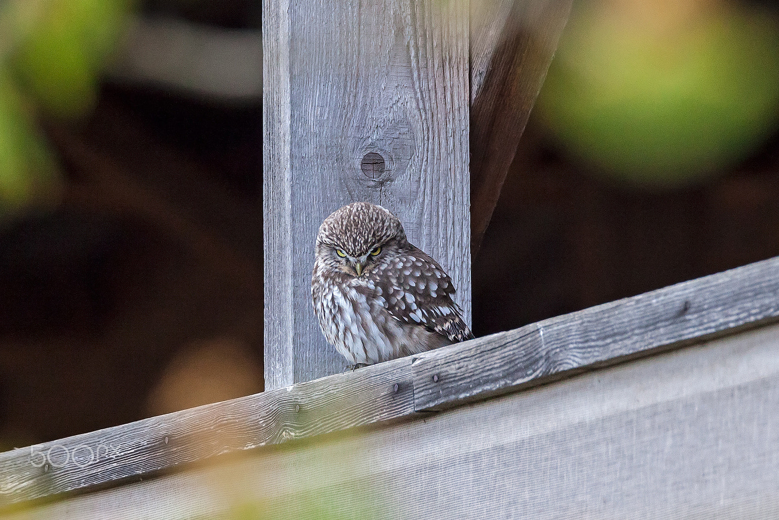 Tamron SP 150-600mm F5-6.3 Di VC USD sample photo. Little owl photography