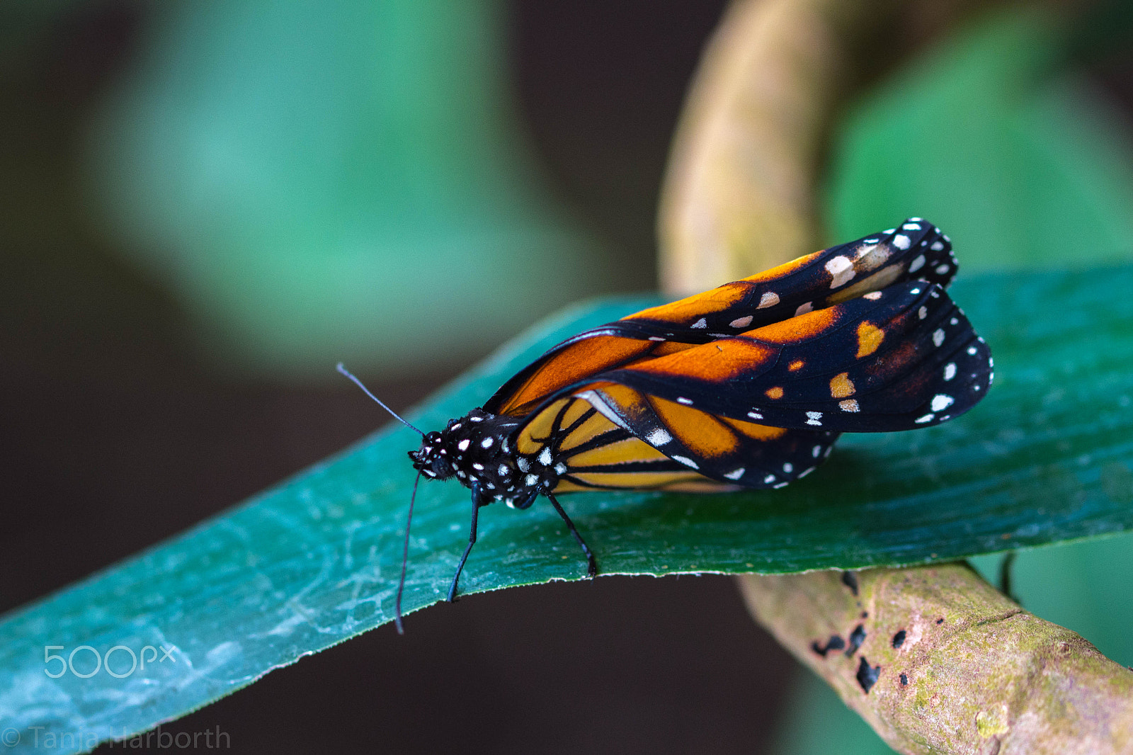 Sigma 105mm F2.8 EX DG OS HSM sample photo. Butterfly photography