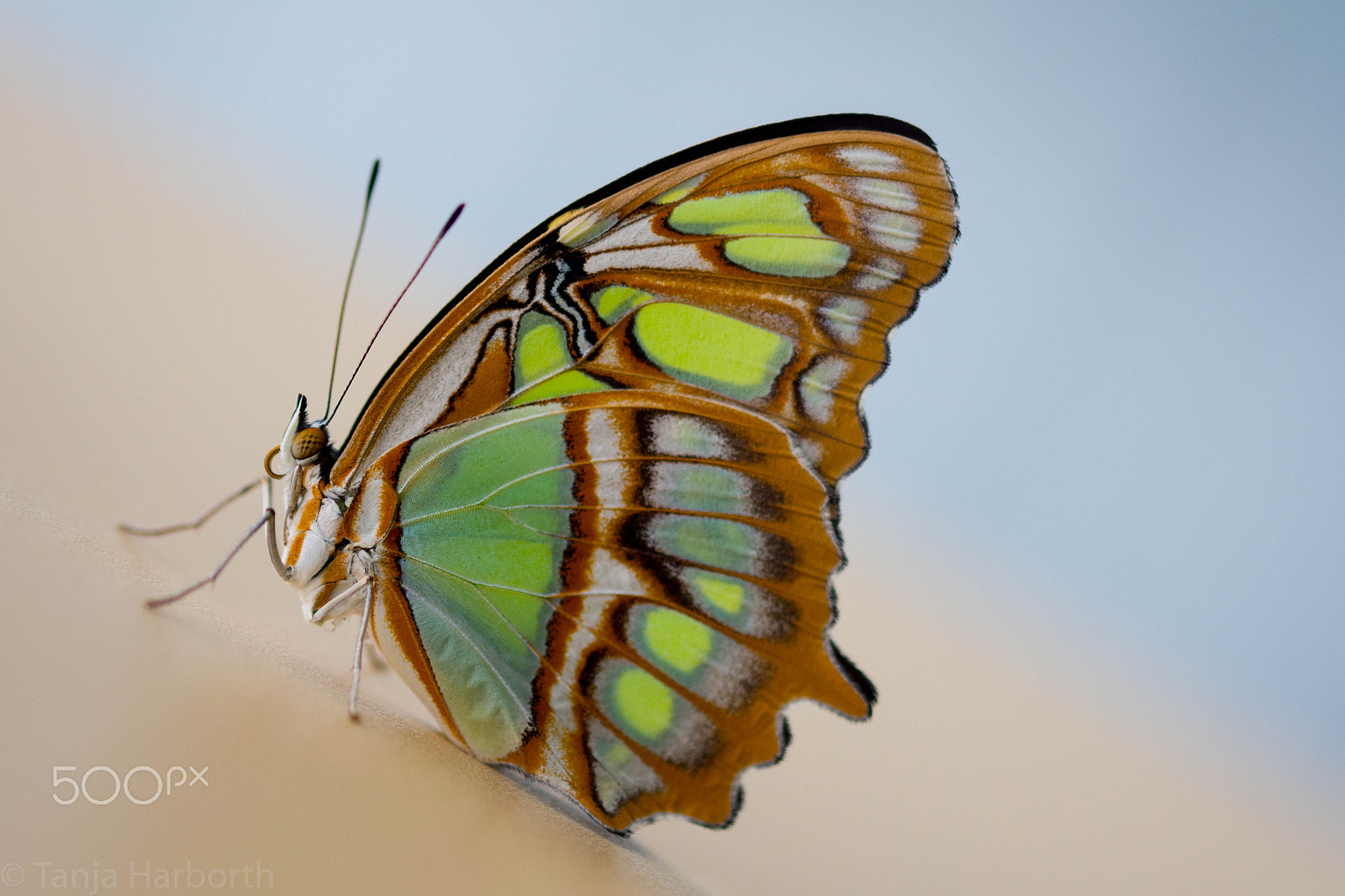 Sigma 105mm F2.8 EX DG OS HSM sample photo. Butterfly photography
