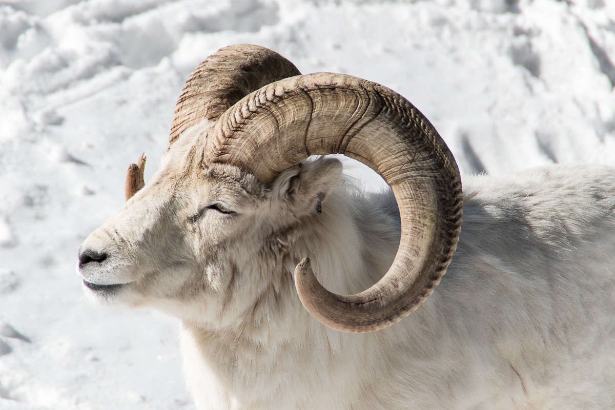 Nikon D5500 sample photo. Goat photography