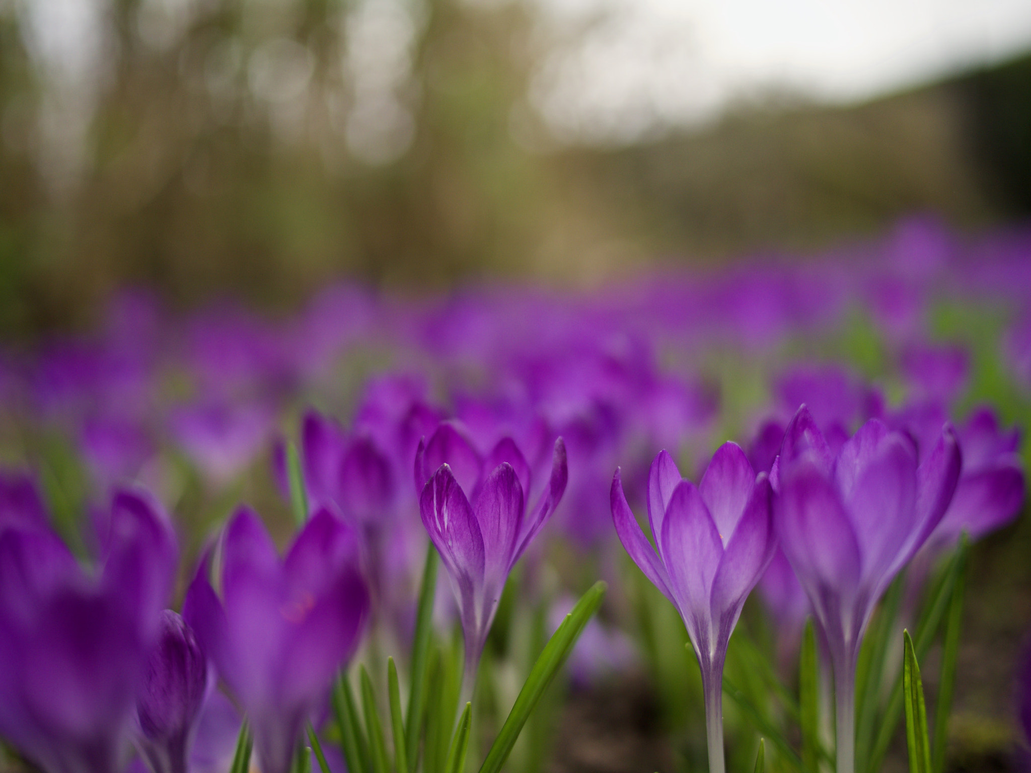 Olympus OM-D E-M10 II + Panasonic Lumix G 20mm F1.7 ASPH sample photo. Crocus field photography