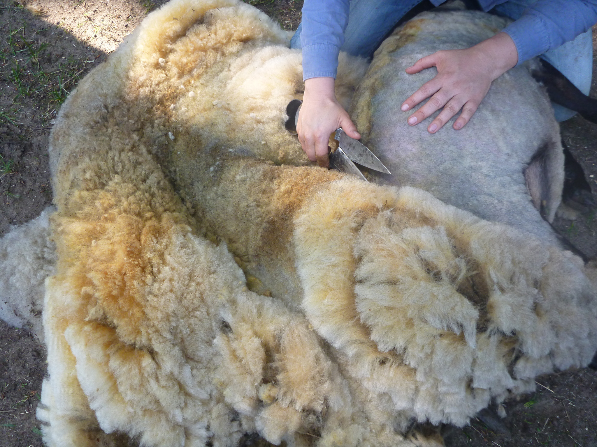 Panasonic DMC-FT4 sample photo. Shearing sheep photography