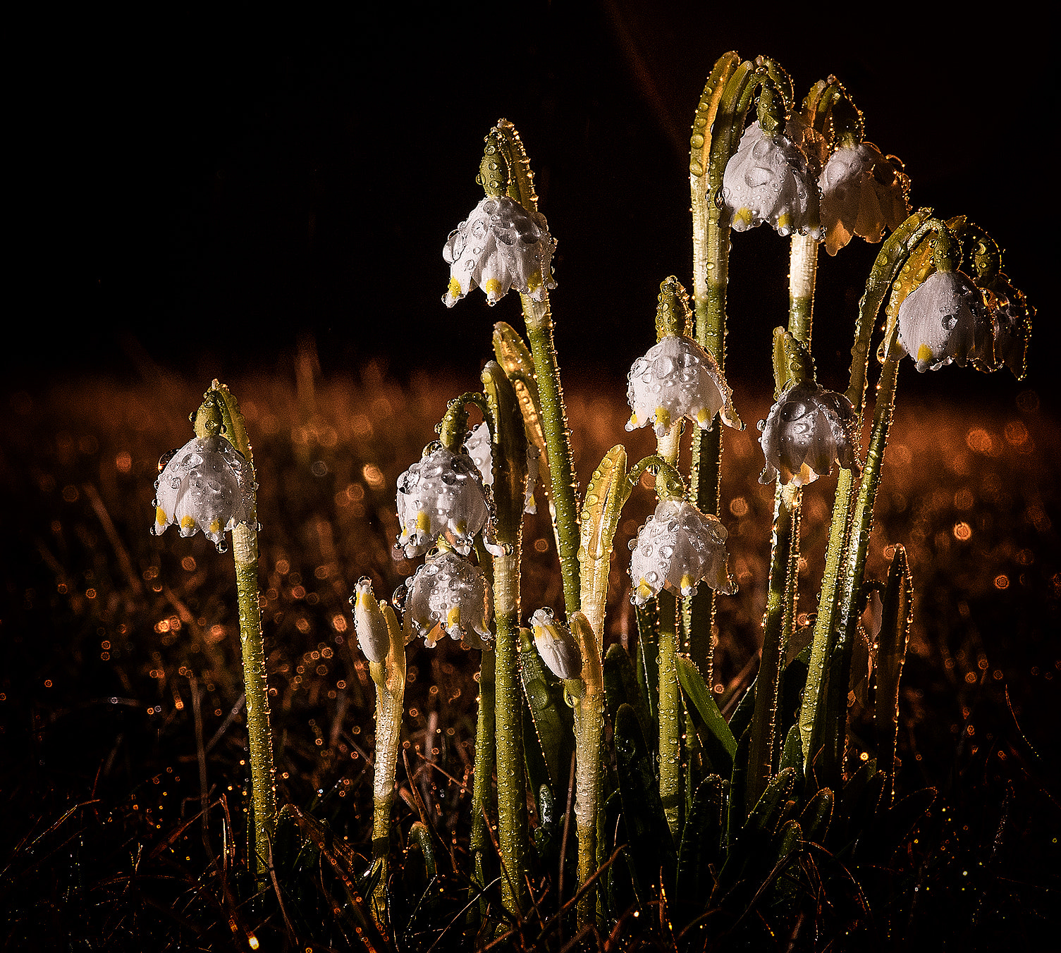Nikon AF-S Nikkor 24-70mm F2.8G ED sample photo. Spring photography