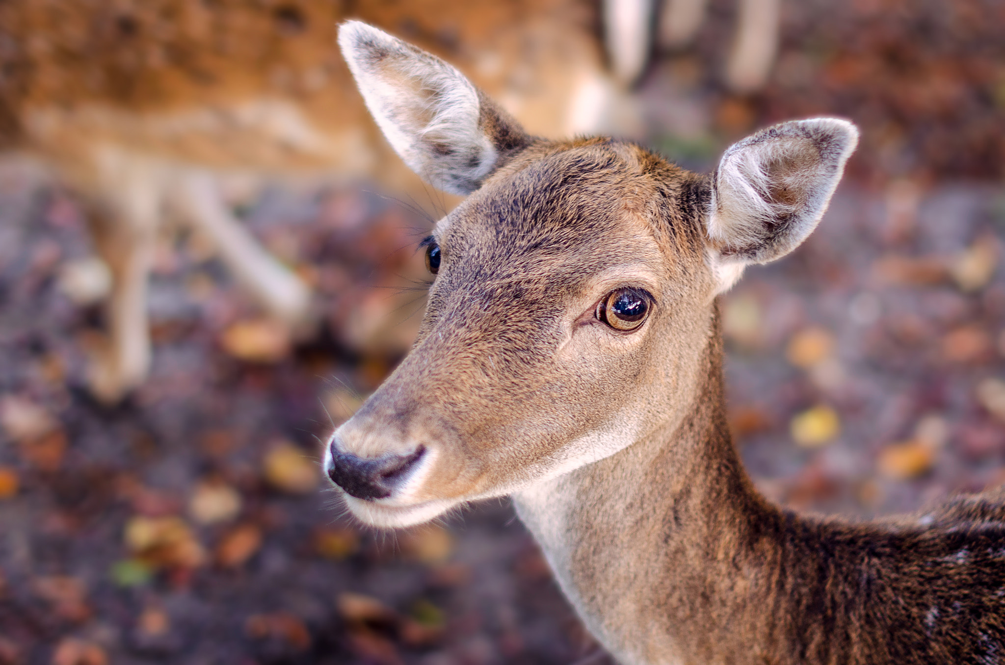 Nikon D5100 + Nikon AF-S Nikkor 50mm F1.4G sample photo. Deer photography