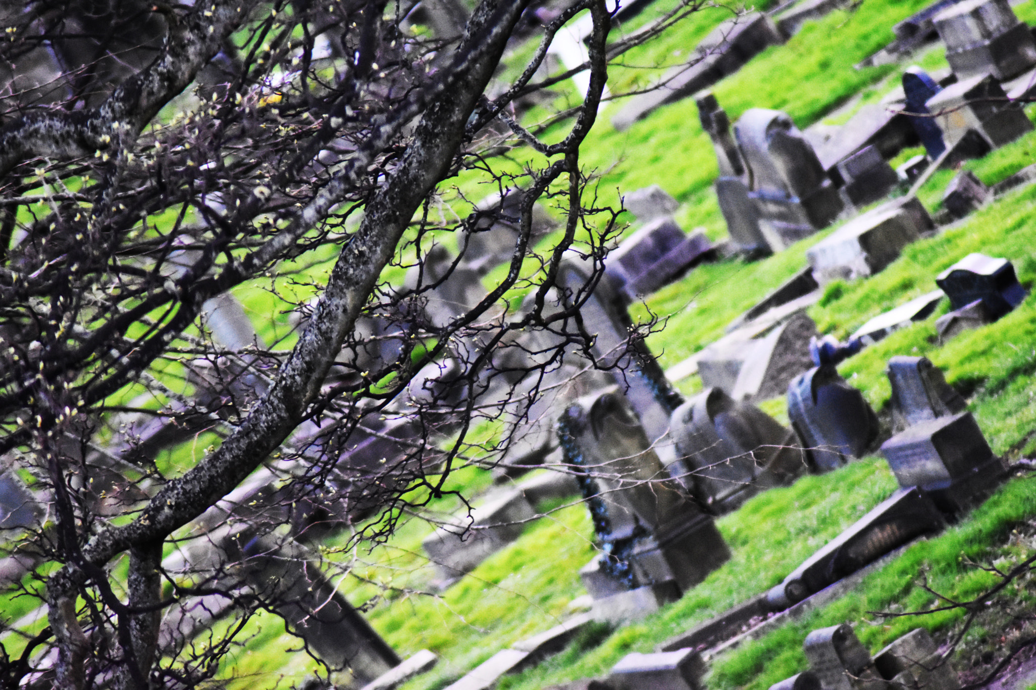 Nikon D5500 sample photo. Graveyard and tree photography