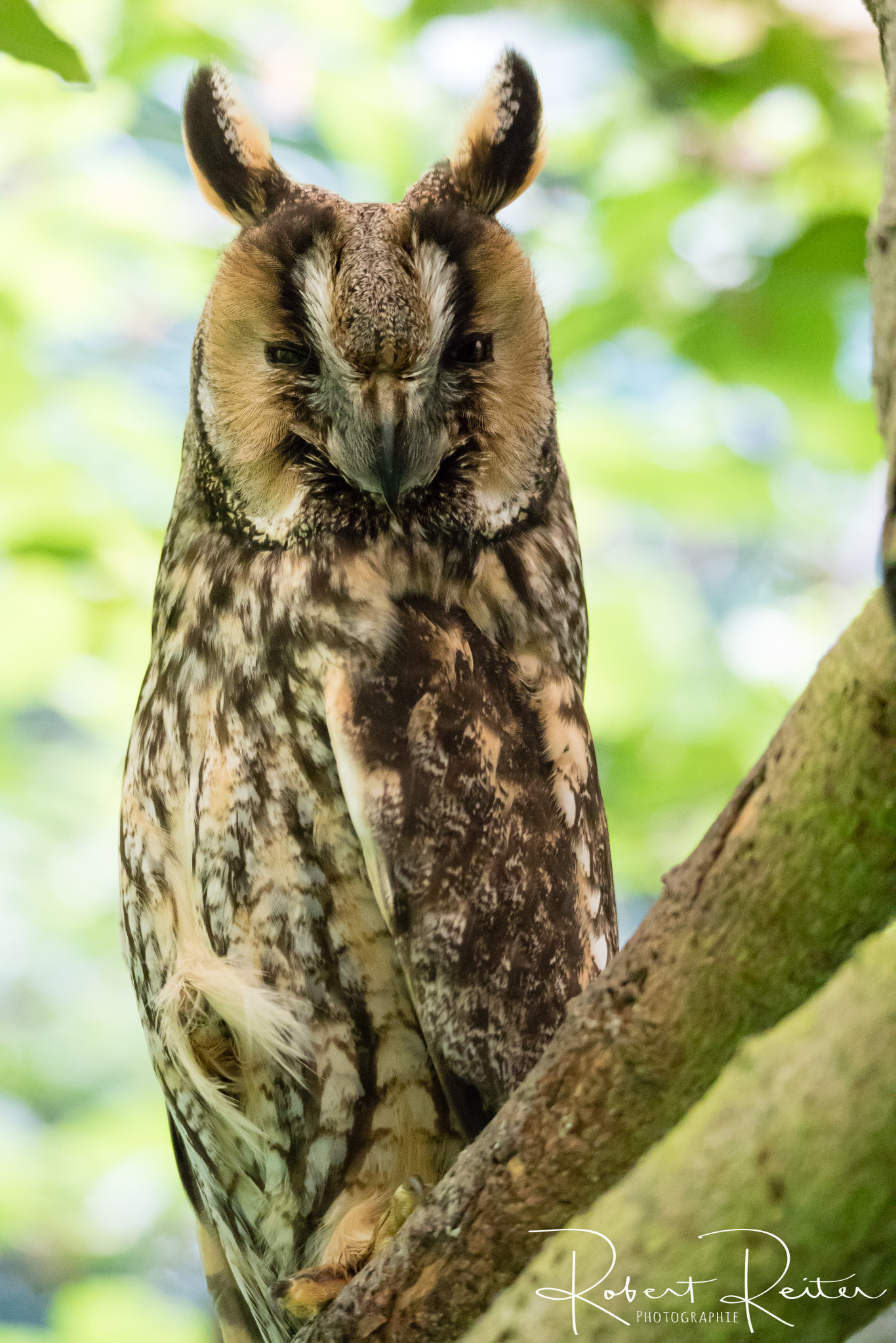 Canon EOS 7D Mark II sample photo. Long-eared owl photography