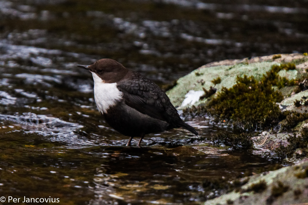 Canon EOS 40D sample photo. White-throated dipper photography