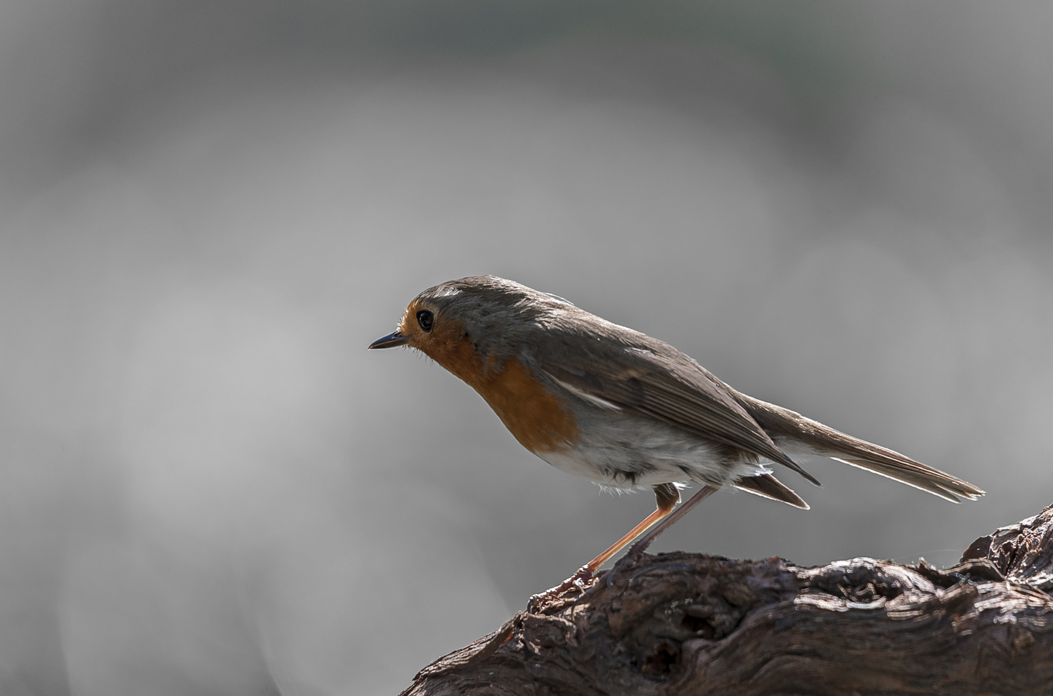 Sigma 50-500mm F4.5-6.3 DG OS HSM sample photo. Erithacus  rubecula photography