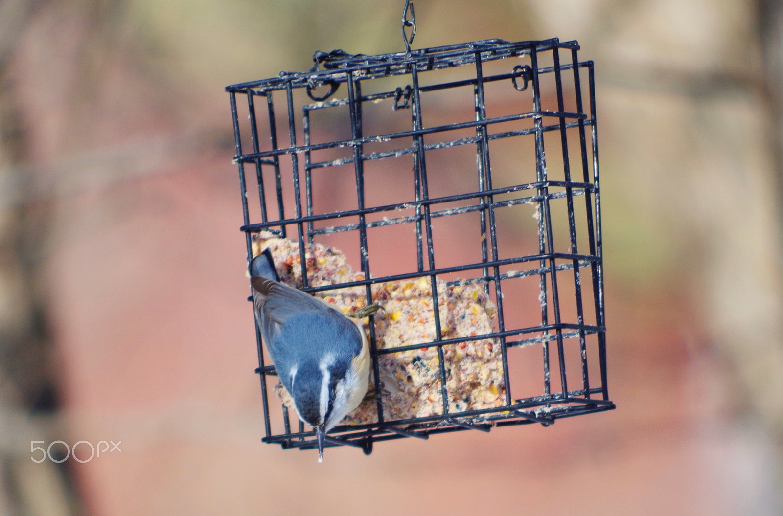 smc PENTAX-DA L 55-300mm F4-5.8 ED sample photo. Nuthatch photography