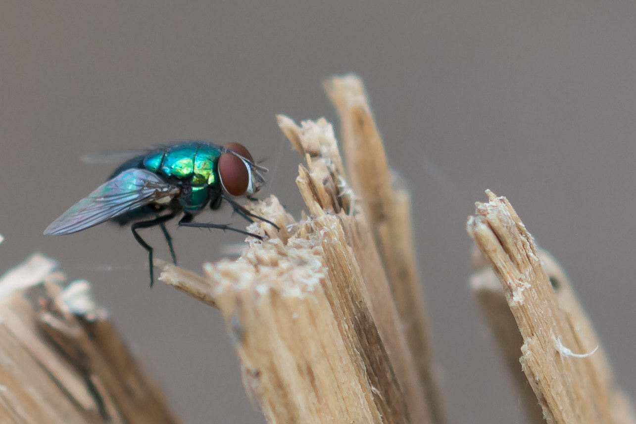 Sigma 105mm F2.8 EX DG OS HSM sample photo. Dsc photography