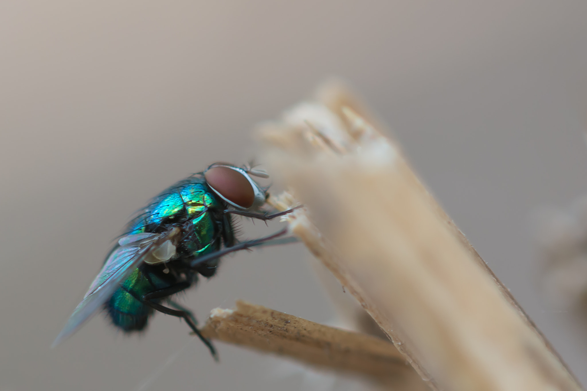 Sigma 105mm F2.8 EX DG OS HSM sample photo. Dsc photography