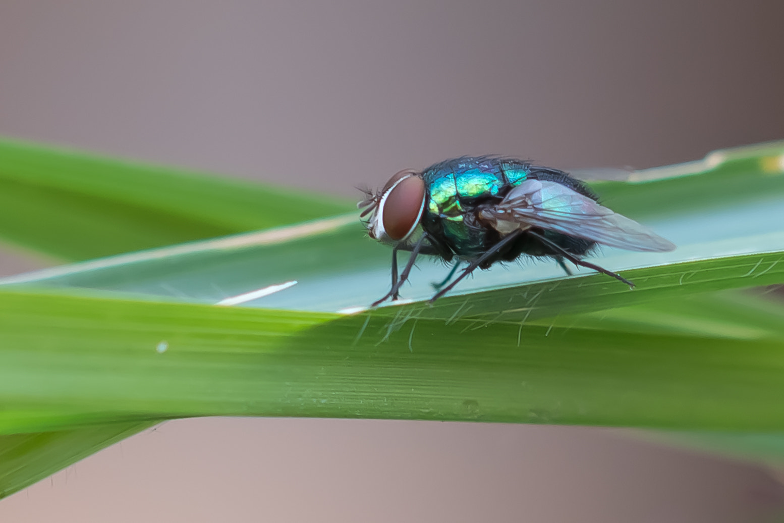 Sigma 105mm F2.8 EX DG OS HSM sample photo. Lucilia sericata photography