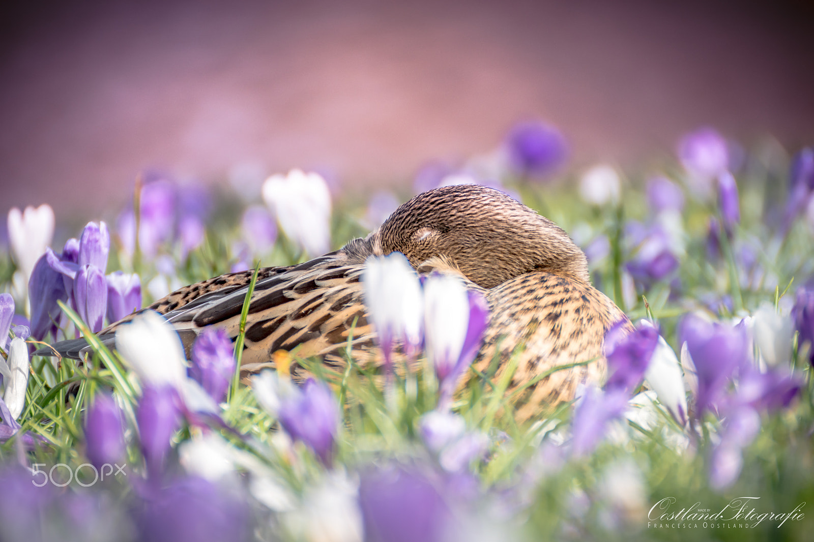 Nikon D5600 + Tamron SP 70-300mm F4-5.6 Di VC USD sample photo. Duck in the flowers photography
